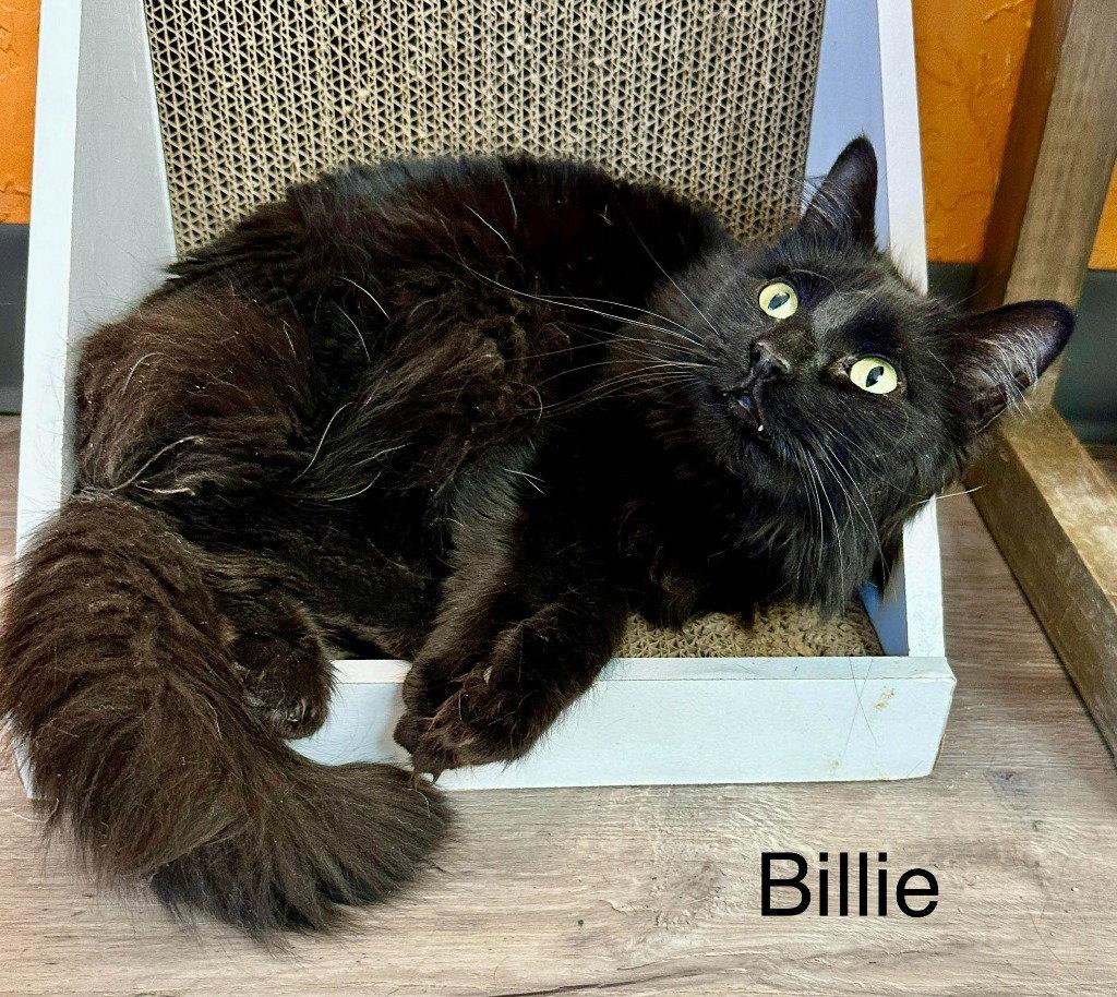 Billie (Heather), Adoptable, Adult Female Domestic Long Hair.