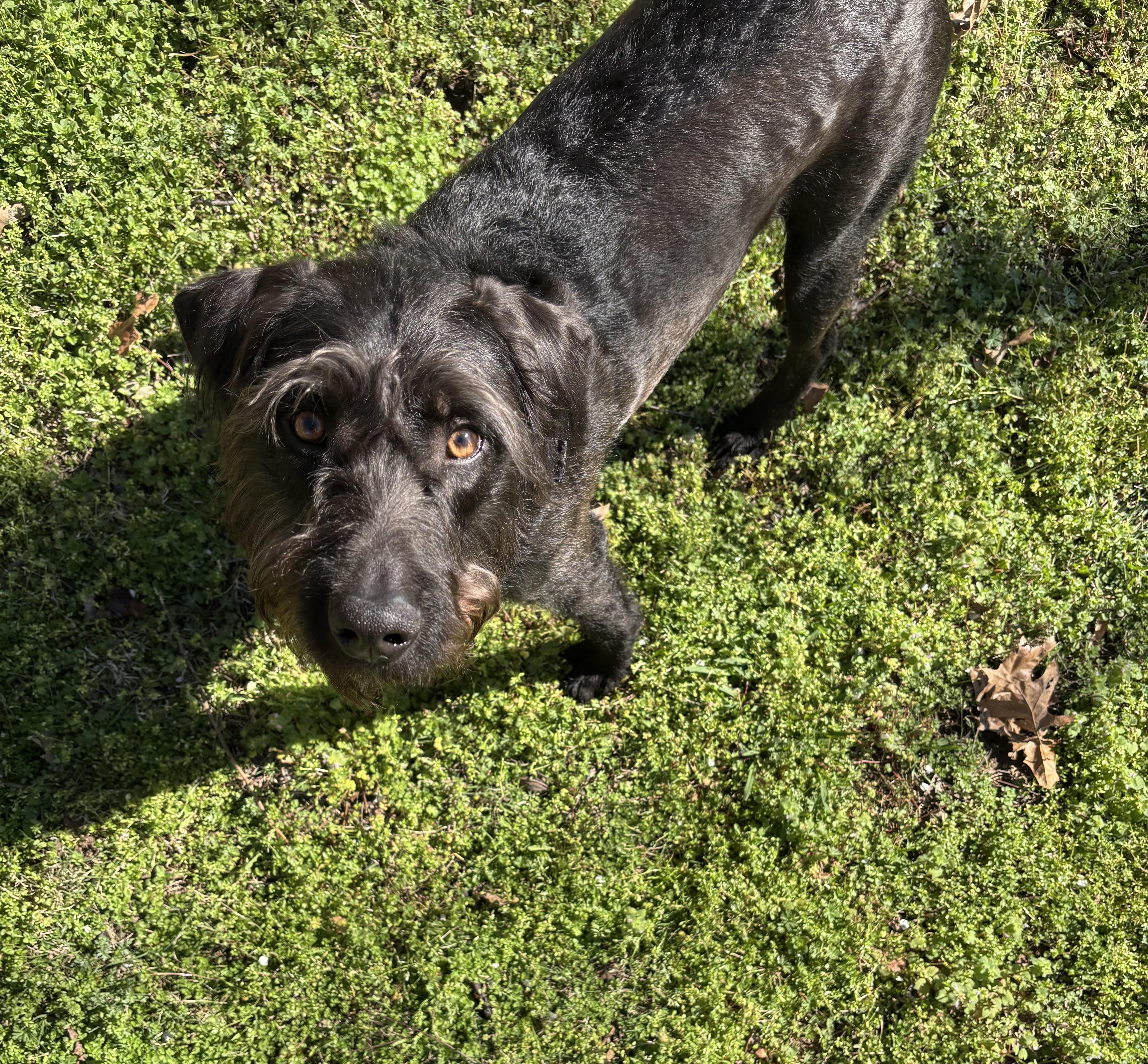 Enlarge Watson, a Adoptable mixed breed in Fishkill, NY image 4/4