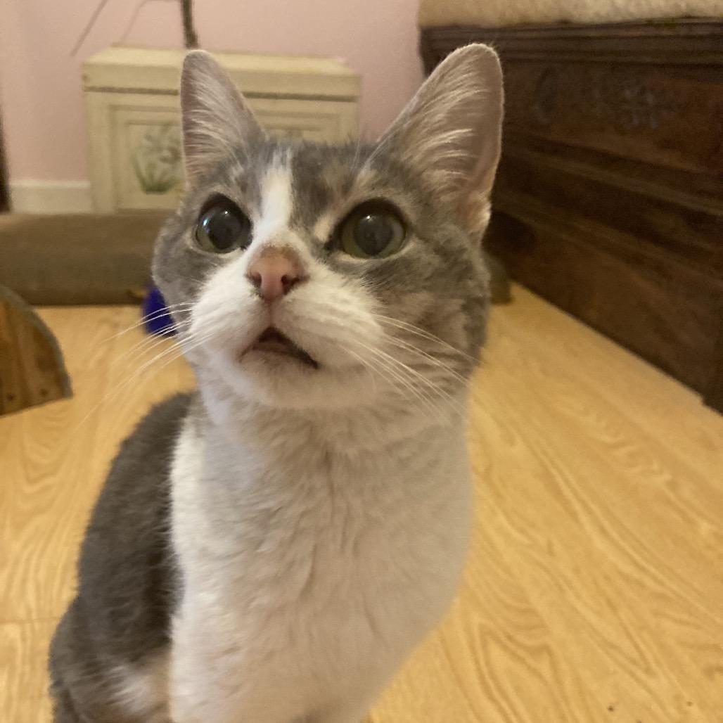 Opal Maye, Adoptable, Adult Female Domestic Short Hair & American Bobtail.