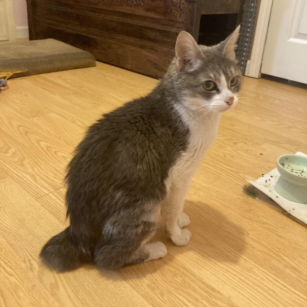 Enlarge Opal Maye, a Adoptable mixed breed in Lexington, KY image 2/6