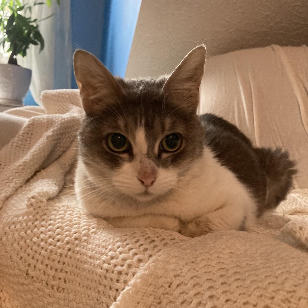 Enlarge Opal Maye, a Adoptable mixed breed in Lexington, KY image 3/6