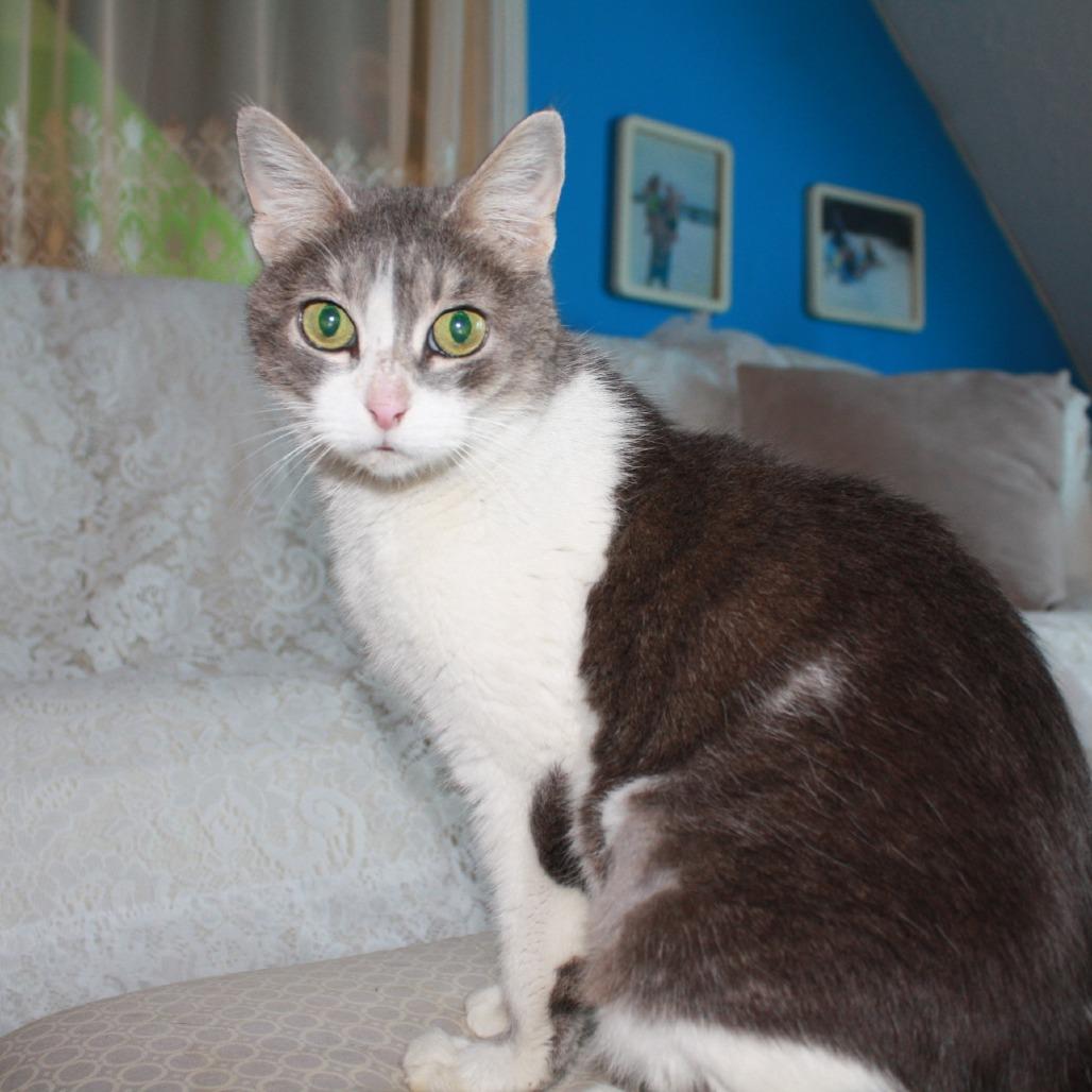 Enlarge Opal Maye, a Adoptable mixed breed in Lexington, KY image 4/6