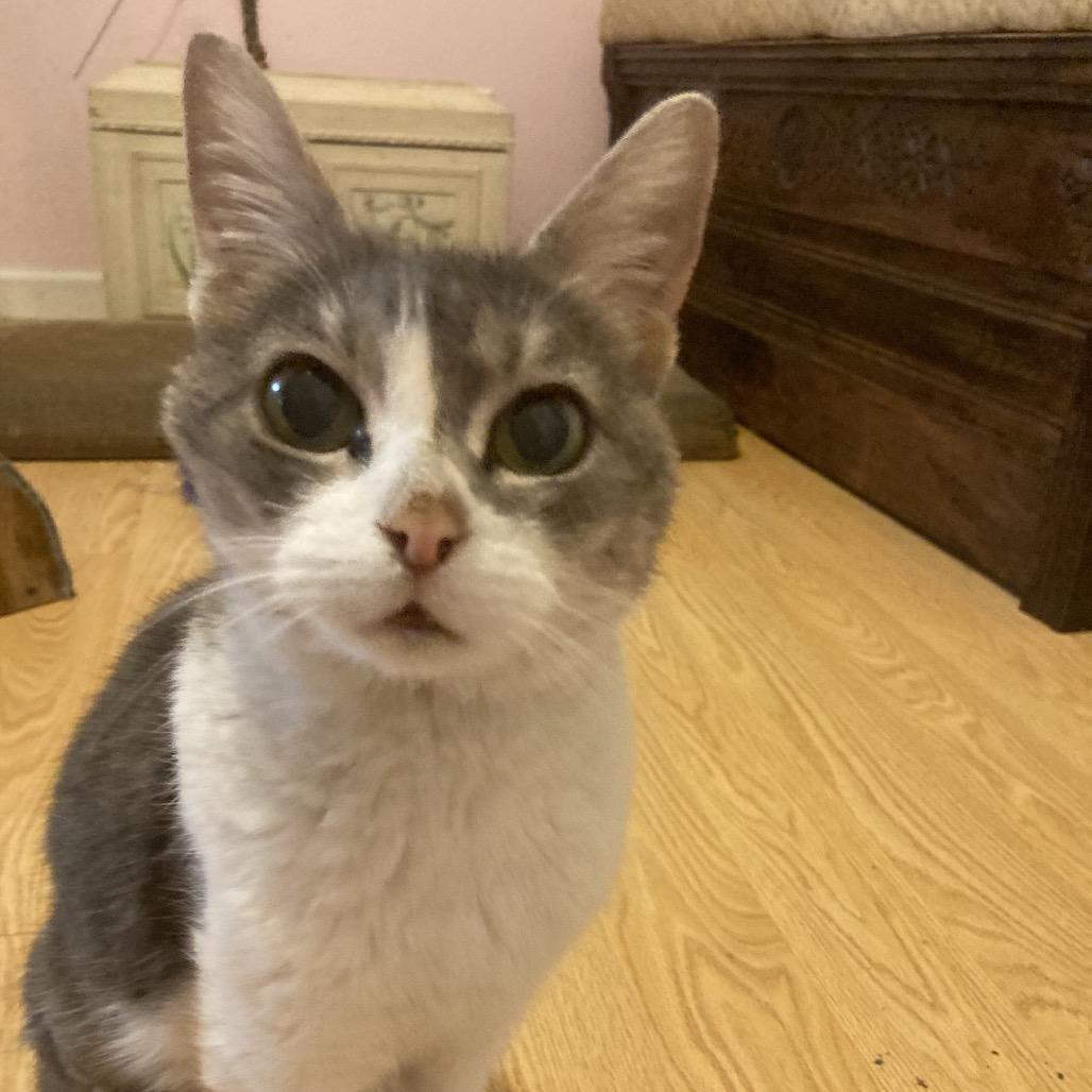 Enlarge Opal Maye, a Adoptable mixed breed in Lexington, KY image 5/6