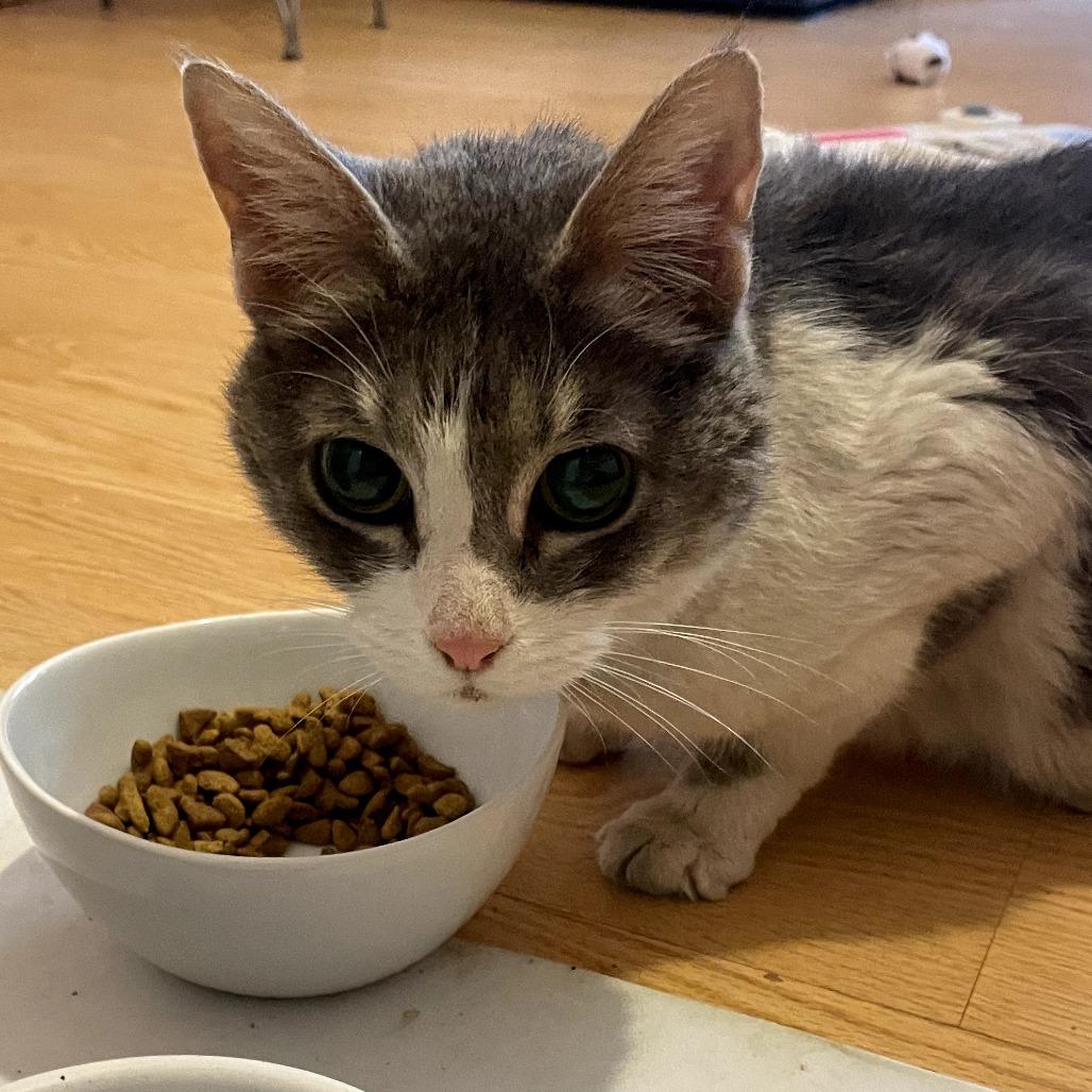 Enlarge Opal Maye, a Adoptable mixed breed in Lexington, KY image 6/6