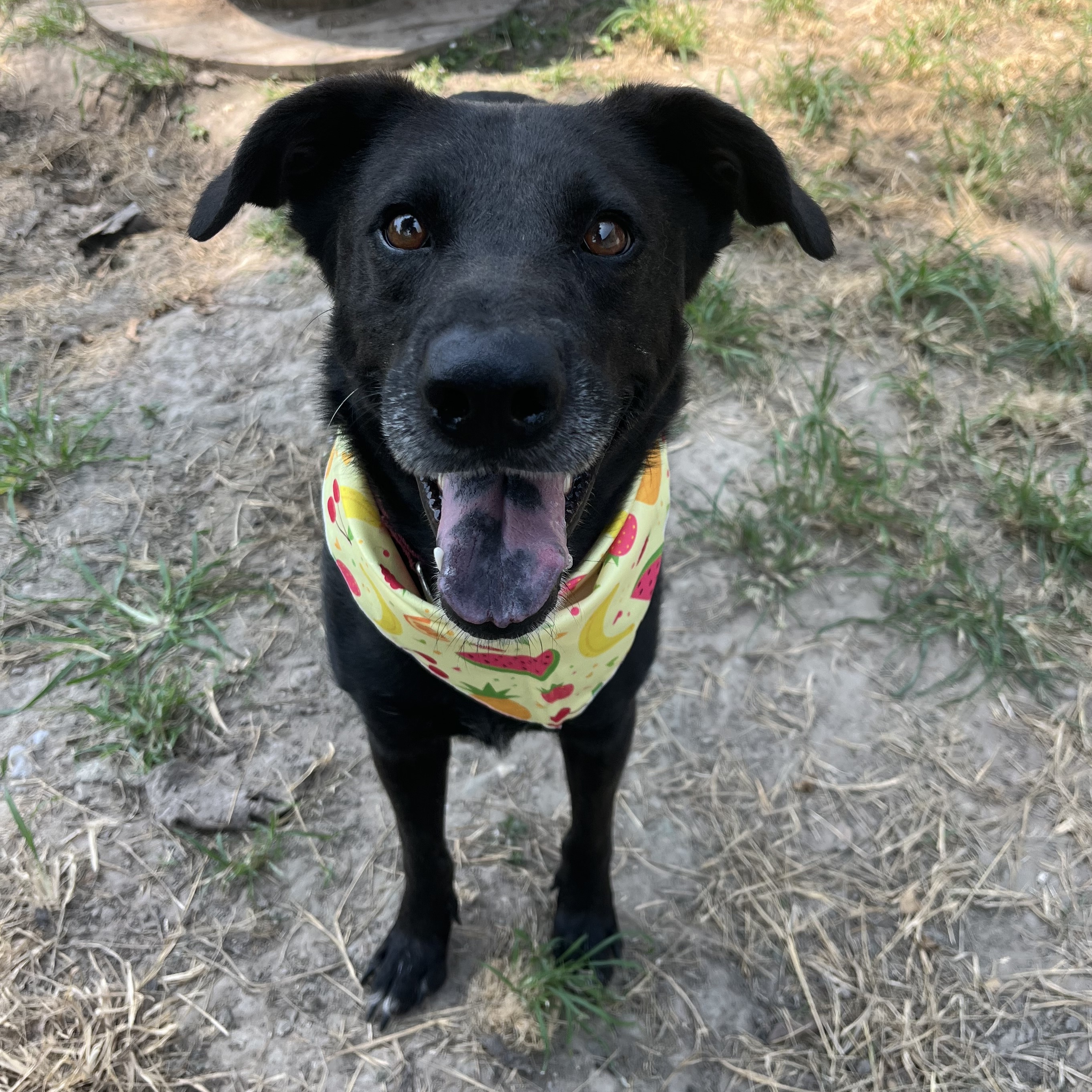 Dog for adoption Salsa*, a Labrador Retriever Mix in Springfield, MA