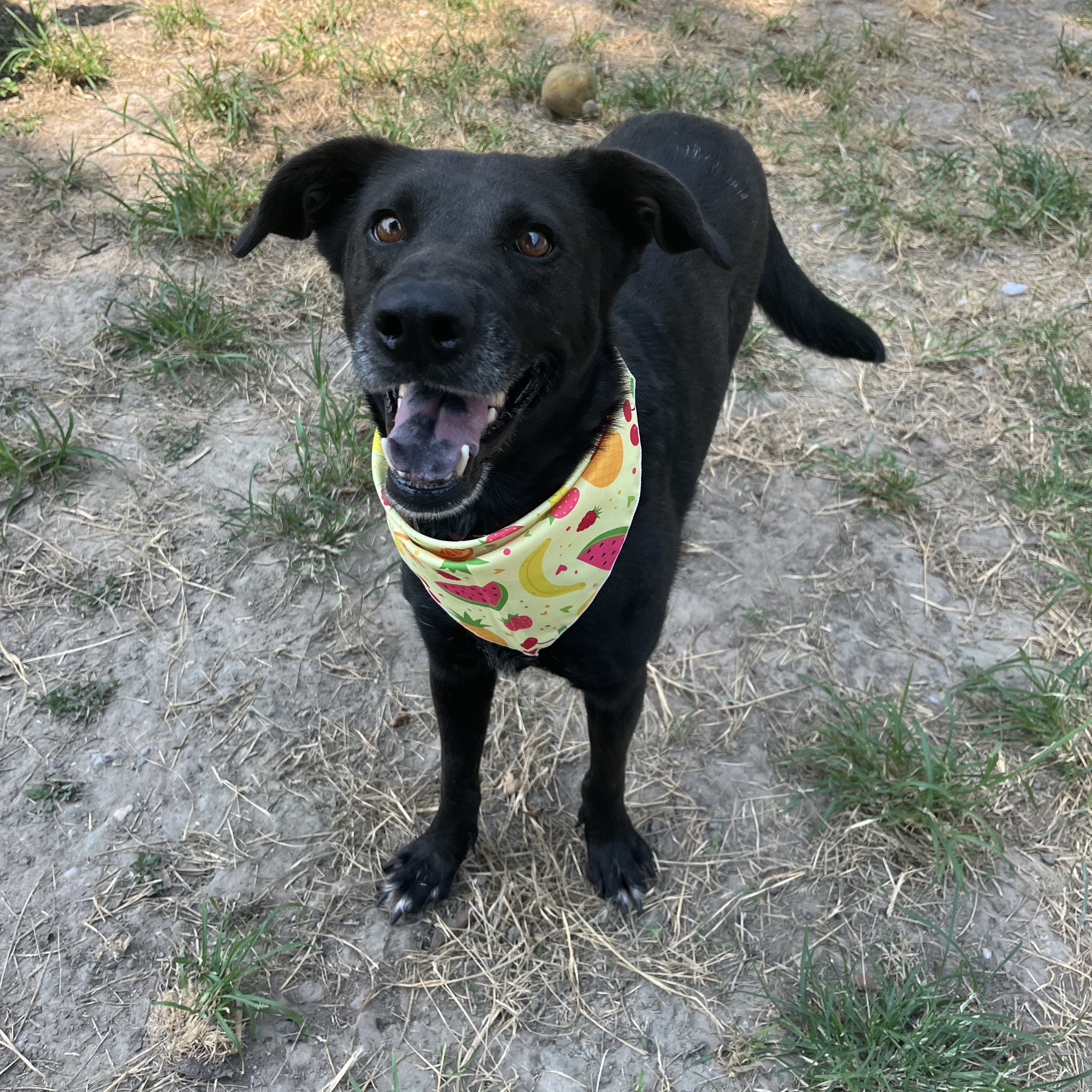 Dog for adoption Salsa*, a Labrador Retriever Mix in Springfield, MA