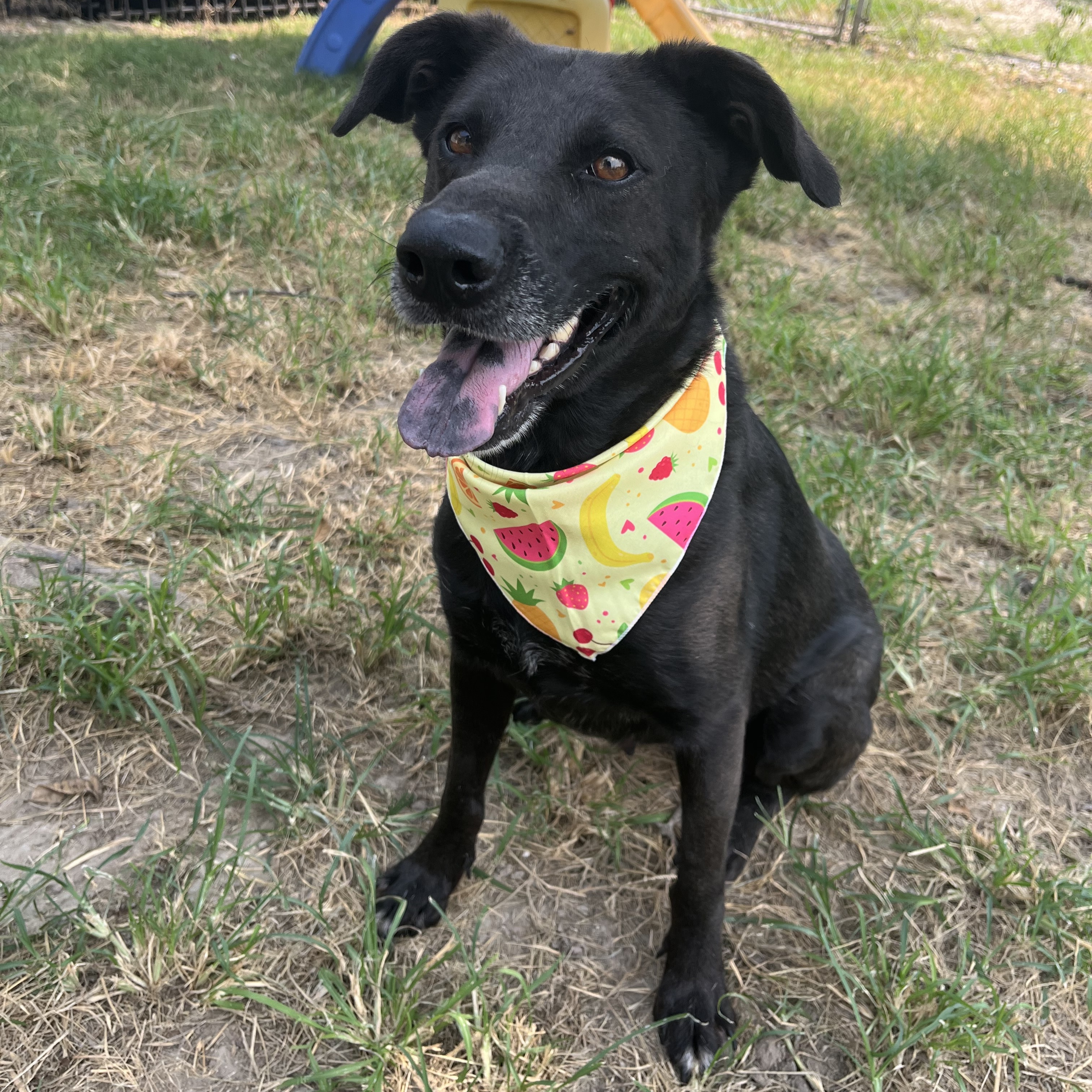 Dog for adoption Salsa*, a Labrador Retriever Mix in Springfield, MA