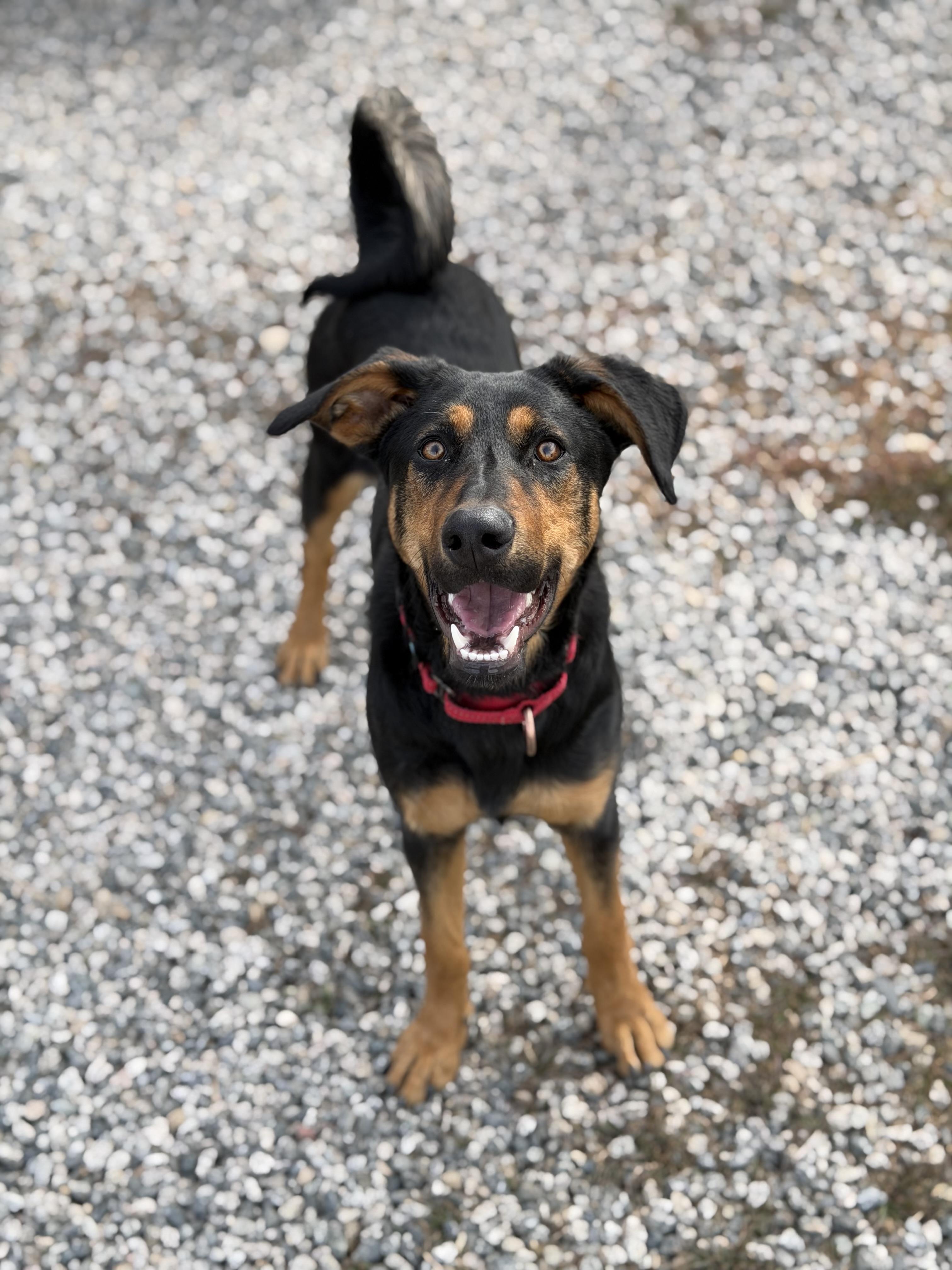 Valkyrie, ADOPTABLE, Young Female Doberman Pinscher.