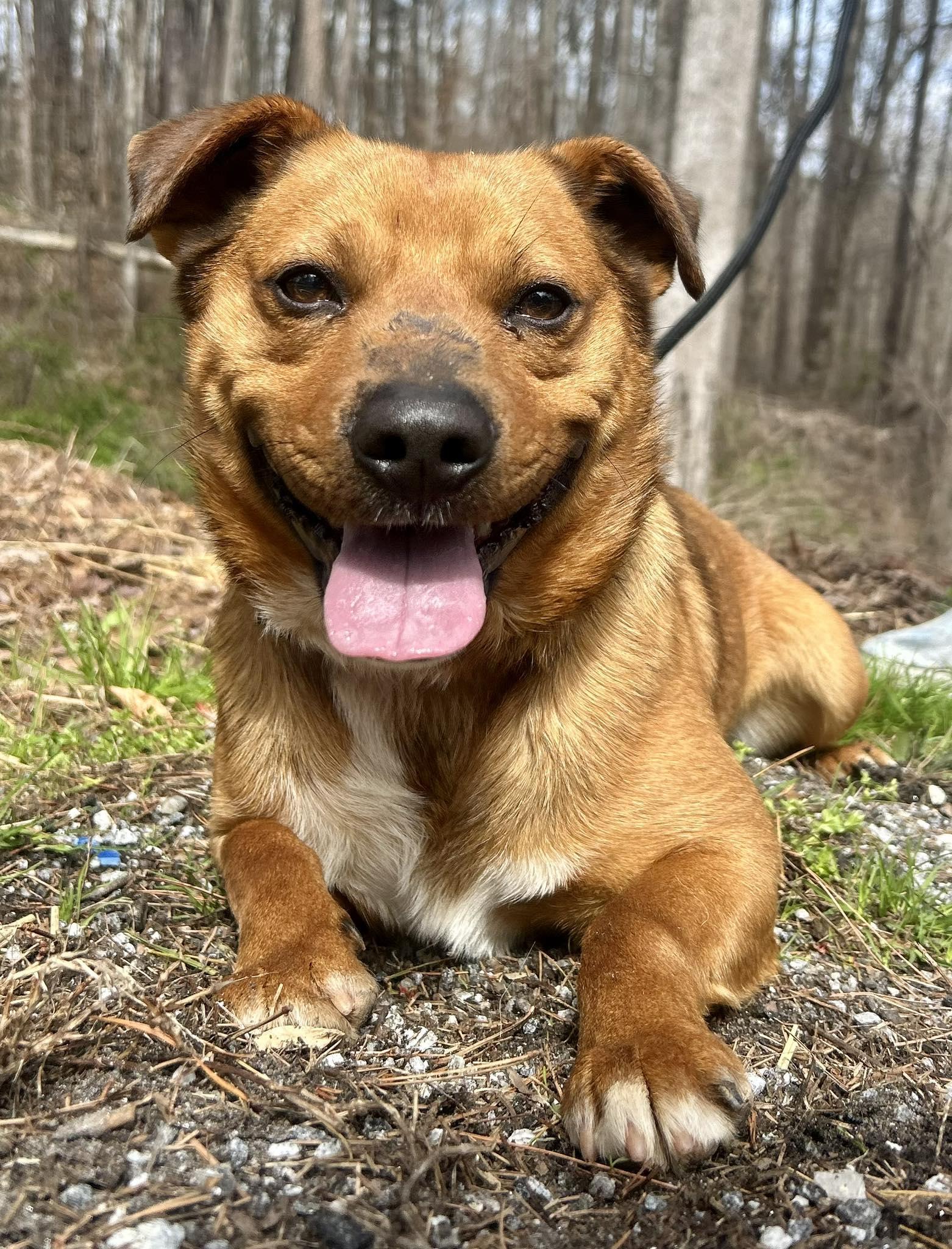Devin (Bio ✅), Adoptable, Adult Male Retriever.