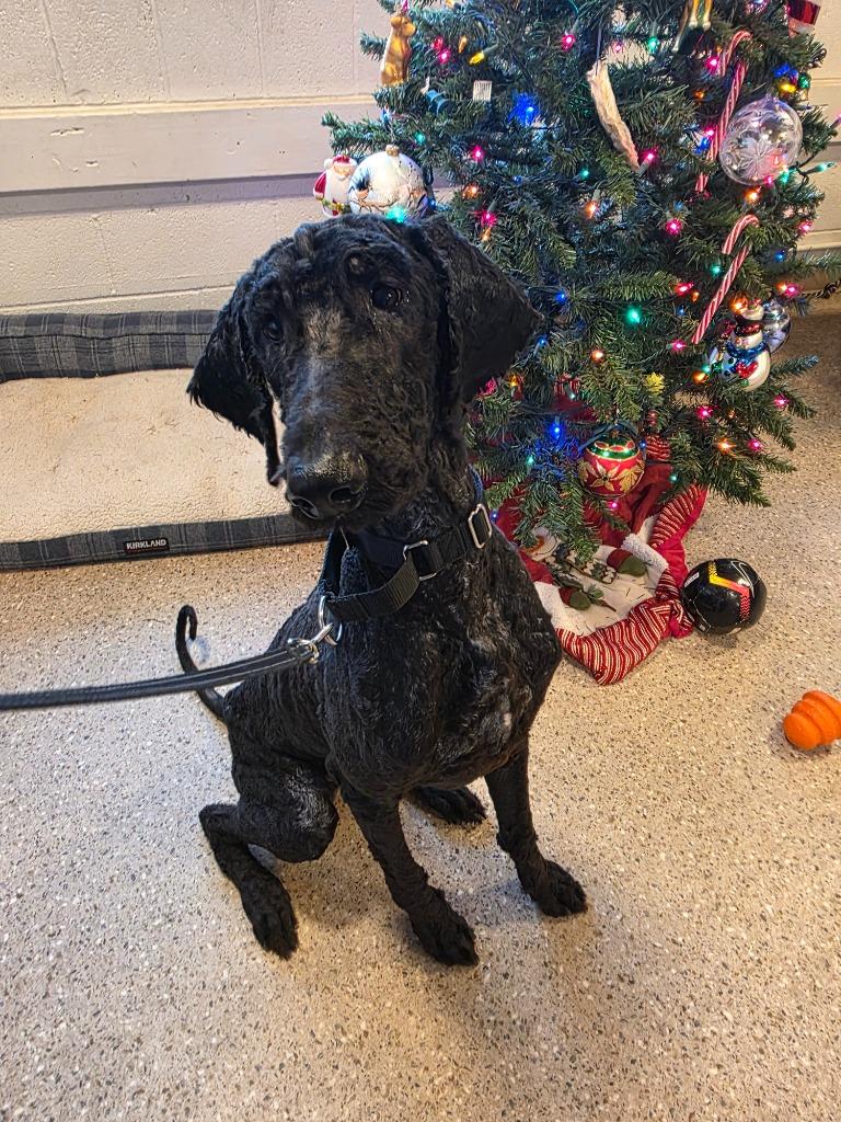 Sumo, a Adoptable Poodle in Gold Beach, OR image 1/2