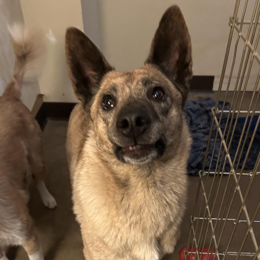 Claire- At Kingsmark Kennels, Adoptable, Adult Female Mixed Breed.