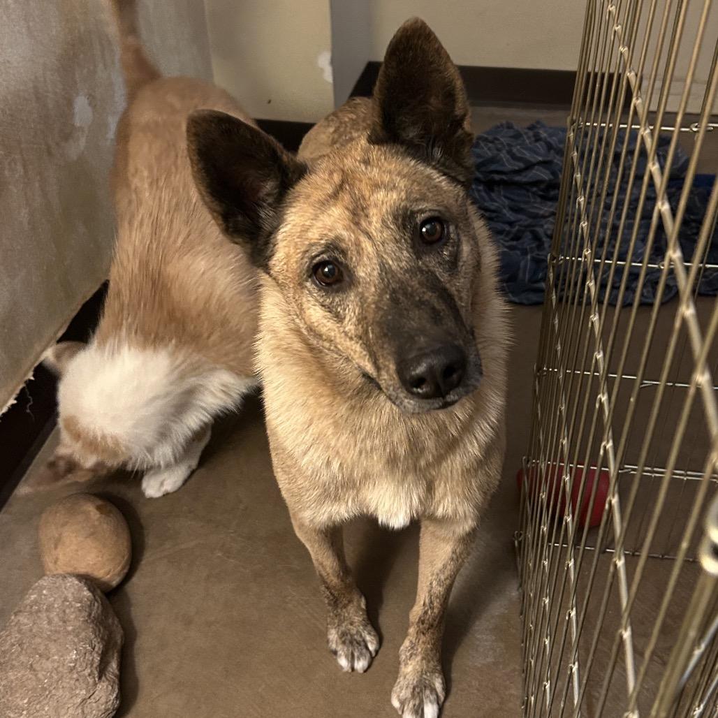 Claire- At Kingsmark Kennels, a Adoptable Mixed Breed in Flagstaff, AZ image 2/5
