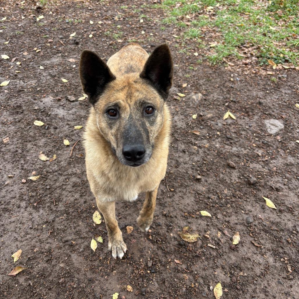 Claire- At Kingsmark Kennels, a Adoptable Mixed Breed in Flagstaff, AZ image 3/5
