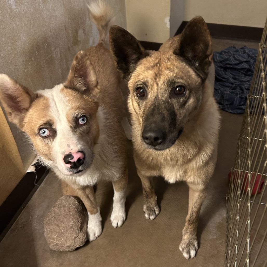 Claire- At Kingsmark Kennels, a Adoptable Mixed Breed in Flagstaff, AZ image 4/5