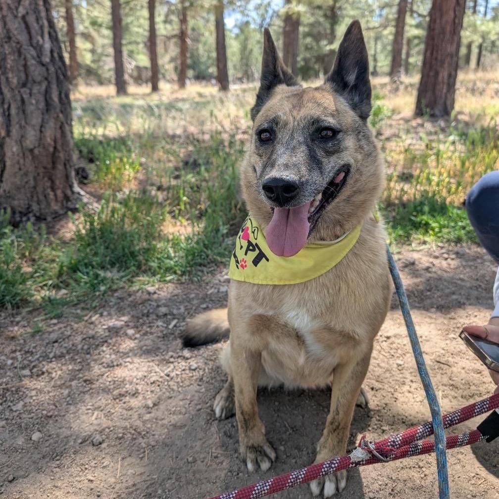 Claire- At Kingsmark Kennels, a Adoptable Mixed Breed in Flagstaff, AZ image 5/5