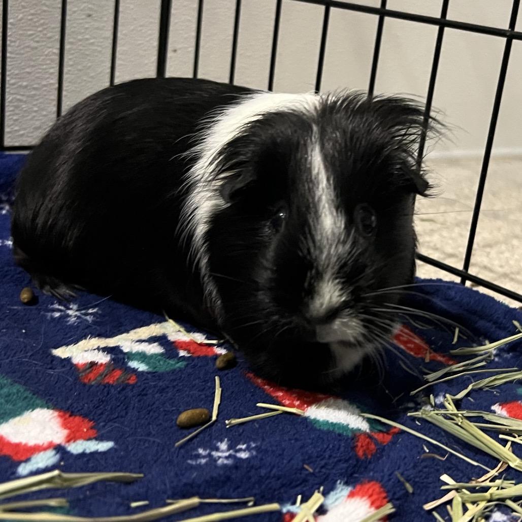 Isla, Adoptable, Adult Female Guinea Pig.