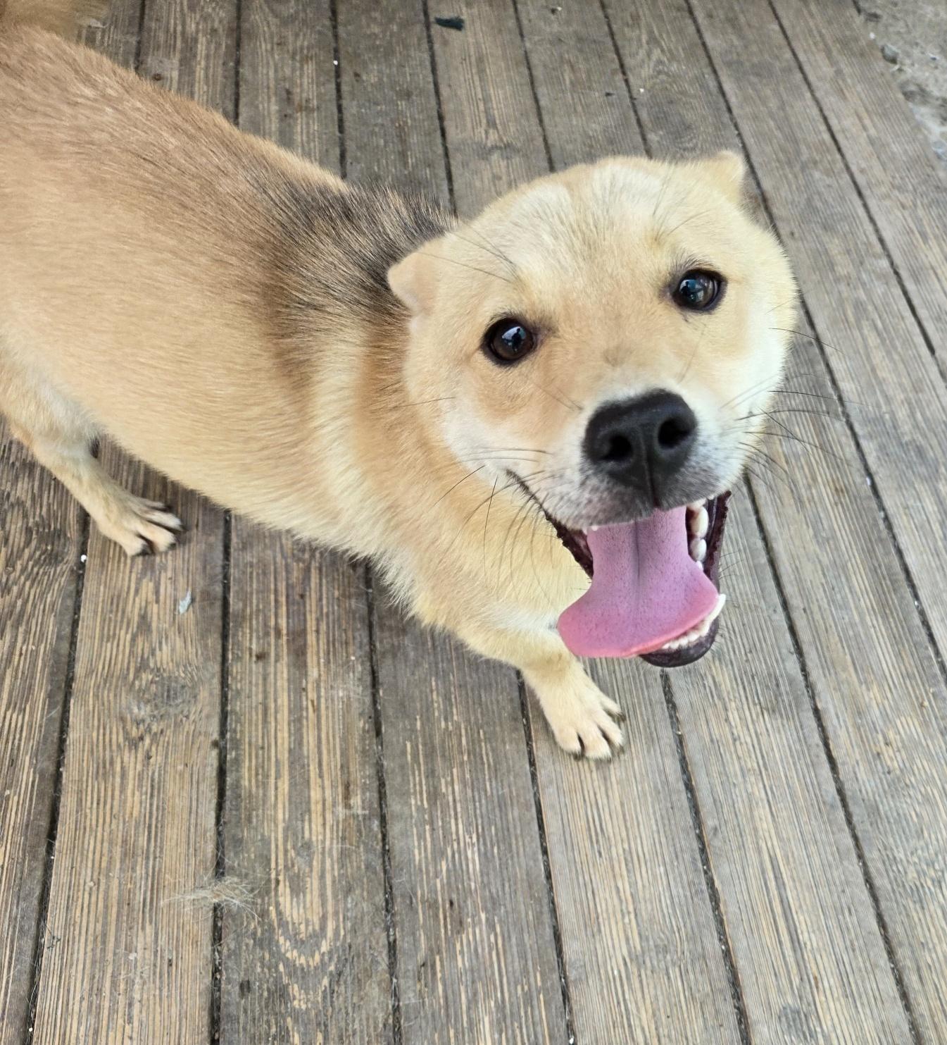 KODA, adoptable, Puppy Male Jindo.