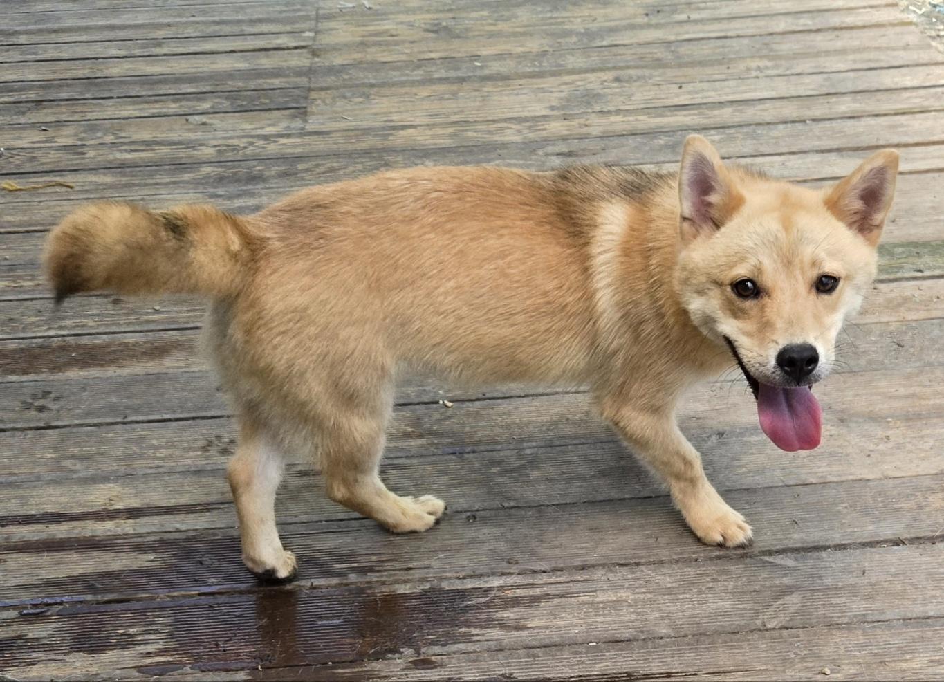 KODA, an adoptable mixed breed in Centreville, VA image 2/4