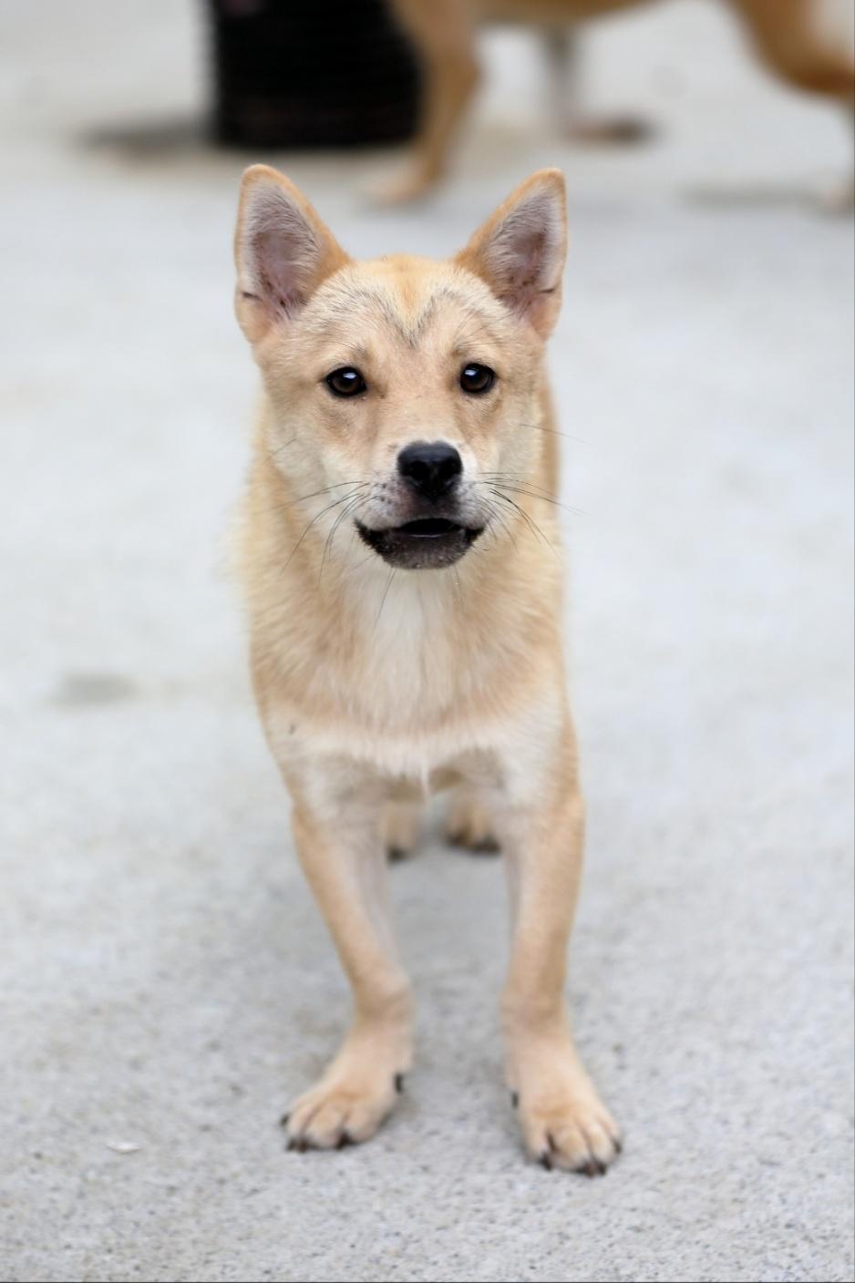 KODA, an adoptable mixed breed in Centreville, VA image 3/4