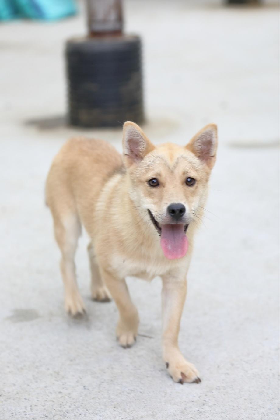 KODA, an adoptable mixed breed in Centreville, VA image 4/4