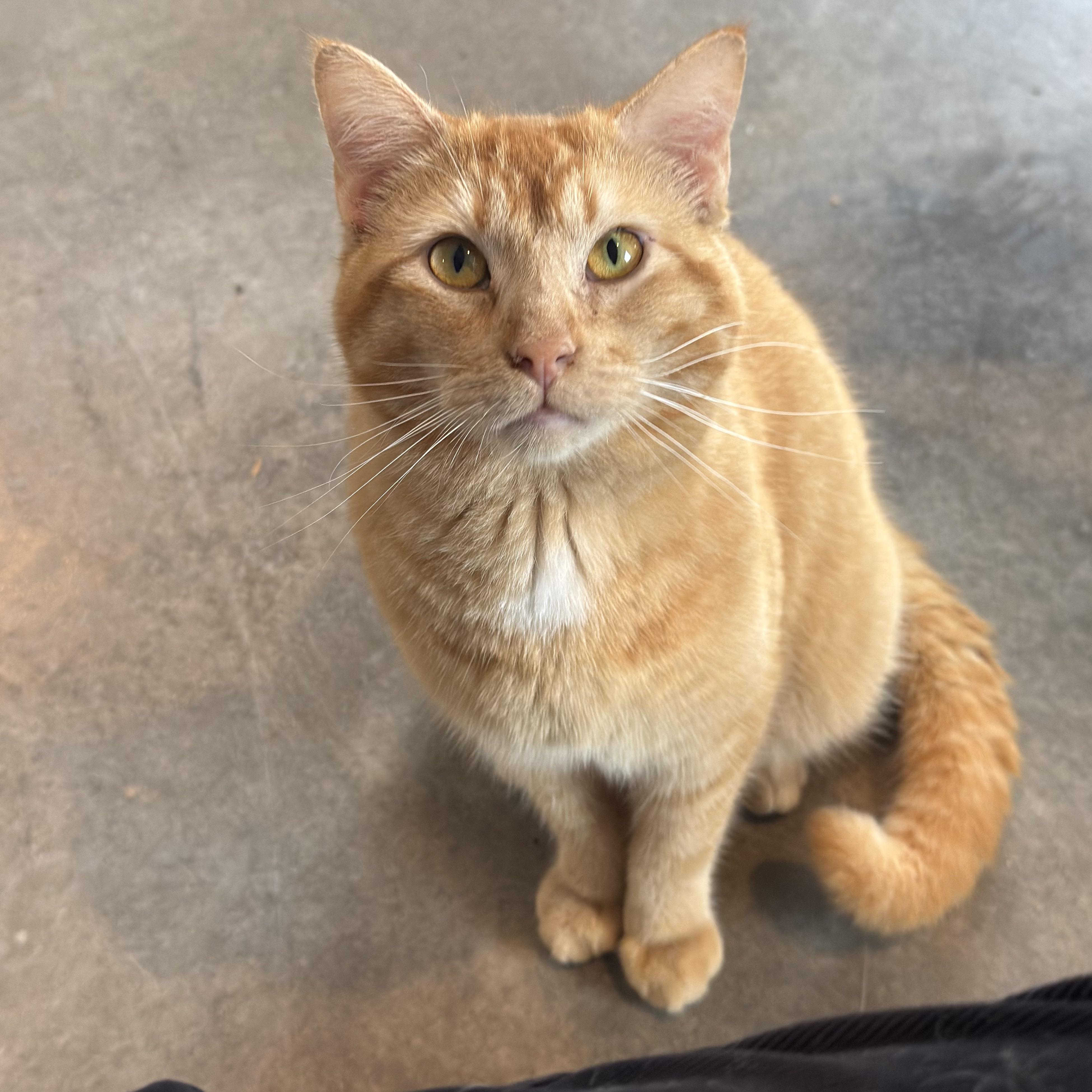 Enlarge Zeppelin, a Adoptable Domestic Short Hair in Auburn, NE image 4/6