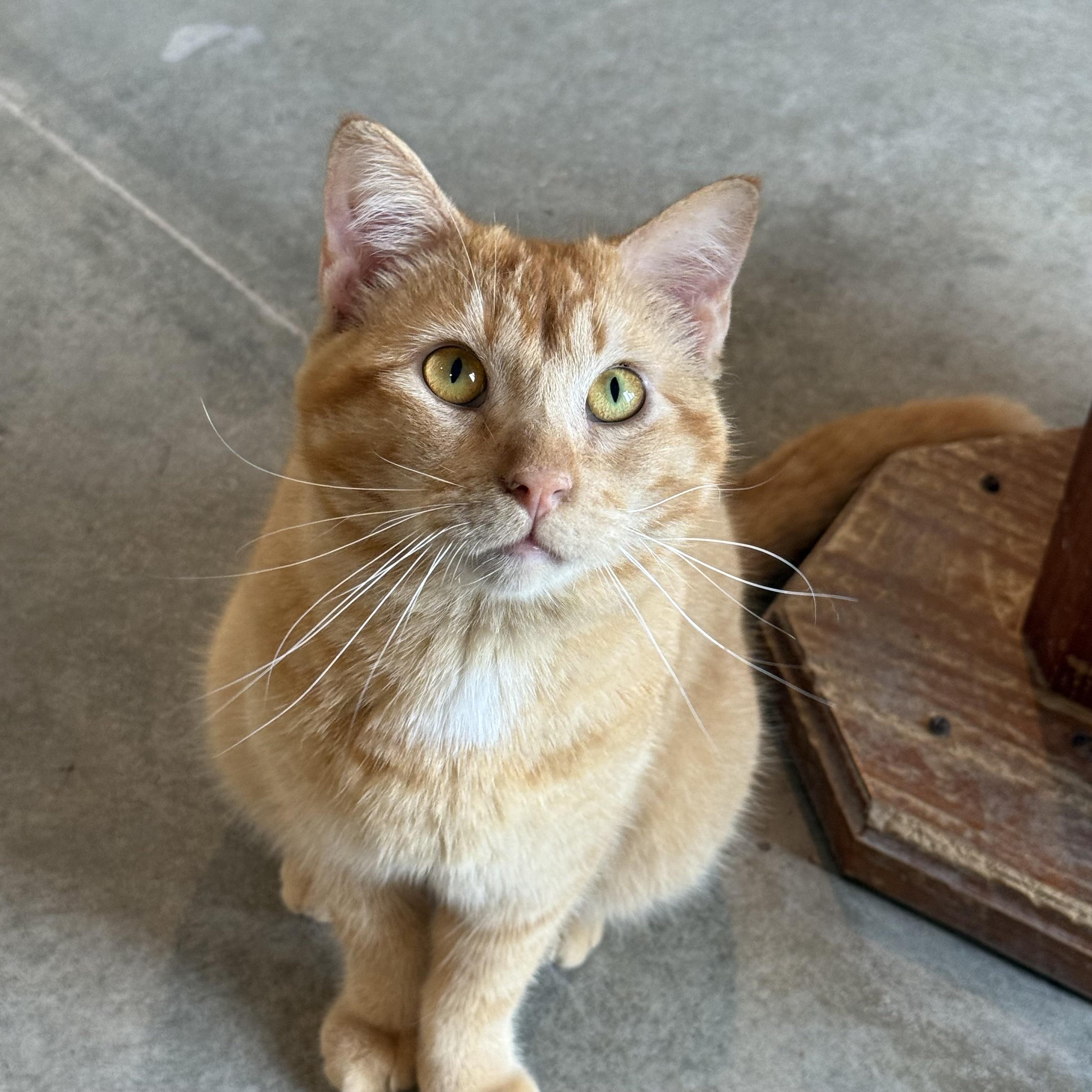 Enlarge Zeppelin, a Adoptable Domestic Short Hair in Auburn, NE image 5/6