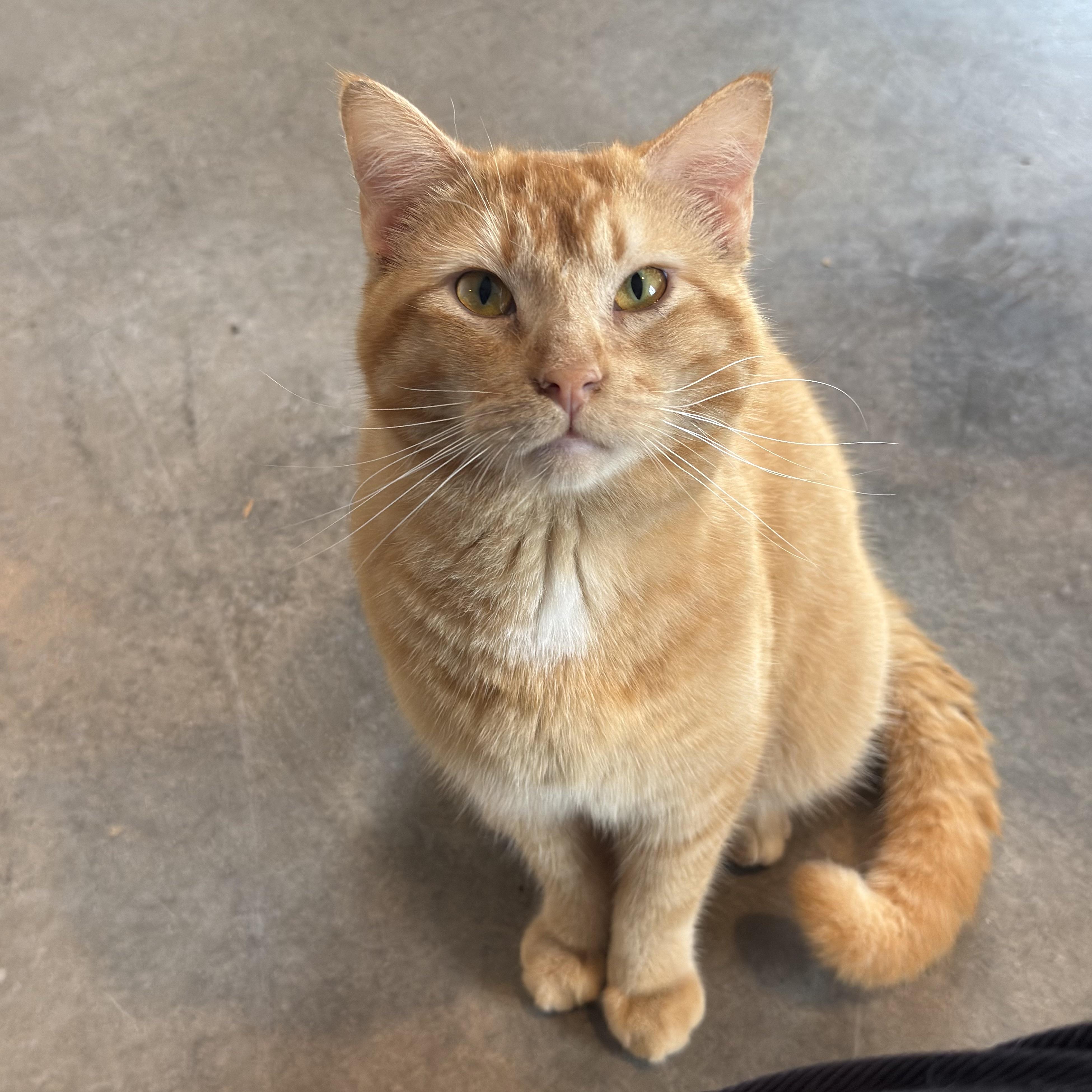 Enlarge Zeppelin, a Adoptable Domestic Short Hair in Auburn, NE image 6/6