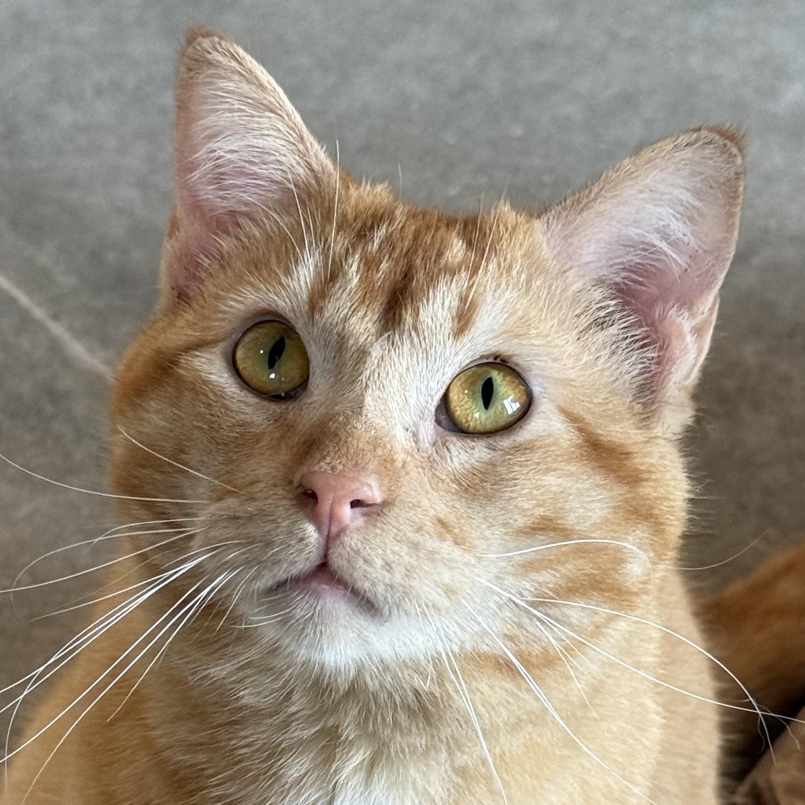 Zeppelin, ADOPTABLE, Adult Male Domestic Short Hair.