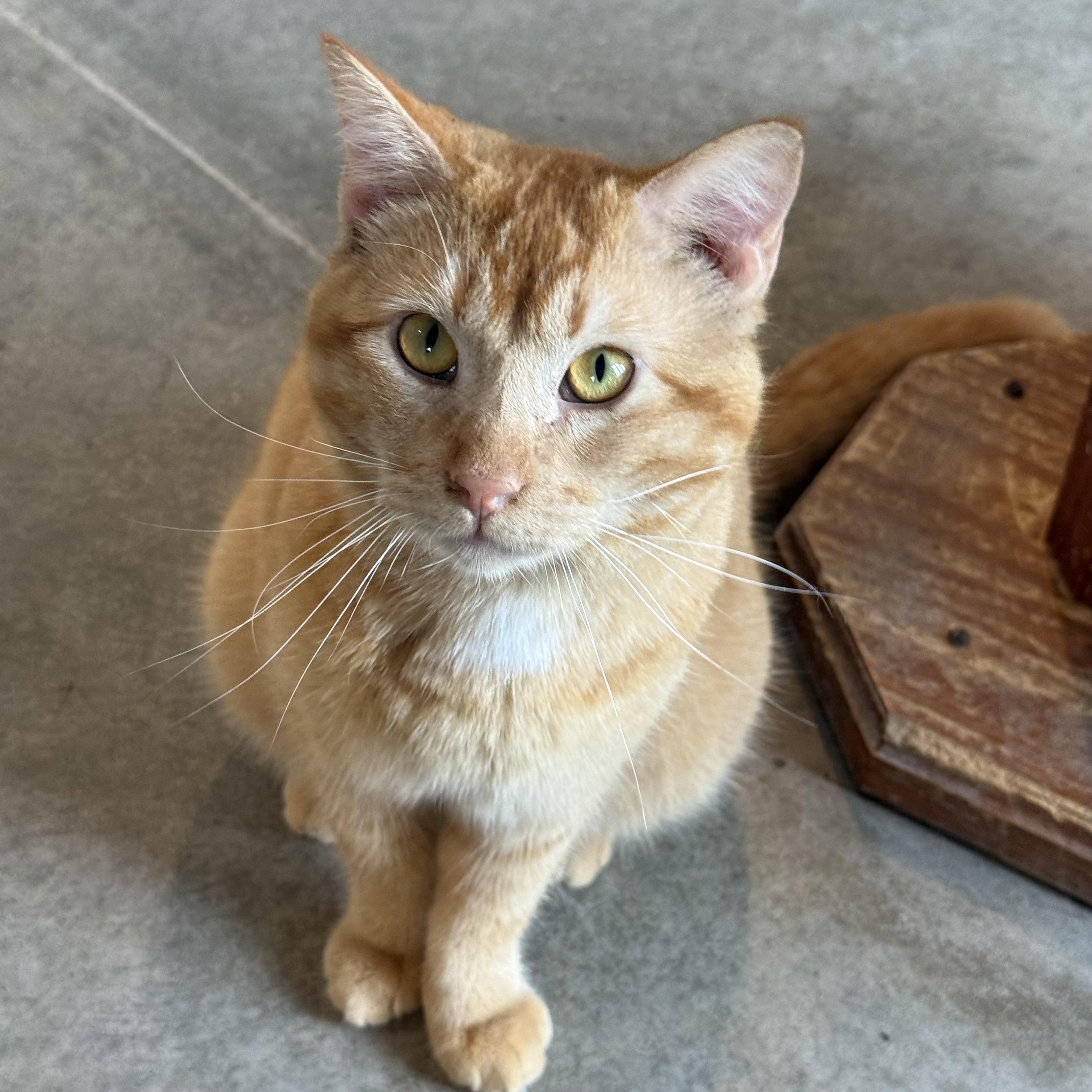 Enlarge Zeppelin, a Adoptable Domestic Short Hair in Auburn, NE image 2/6