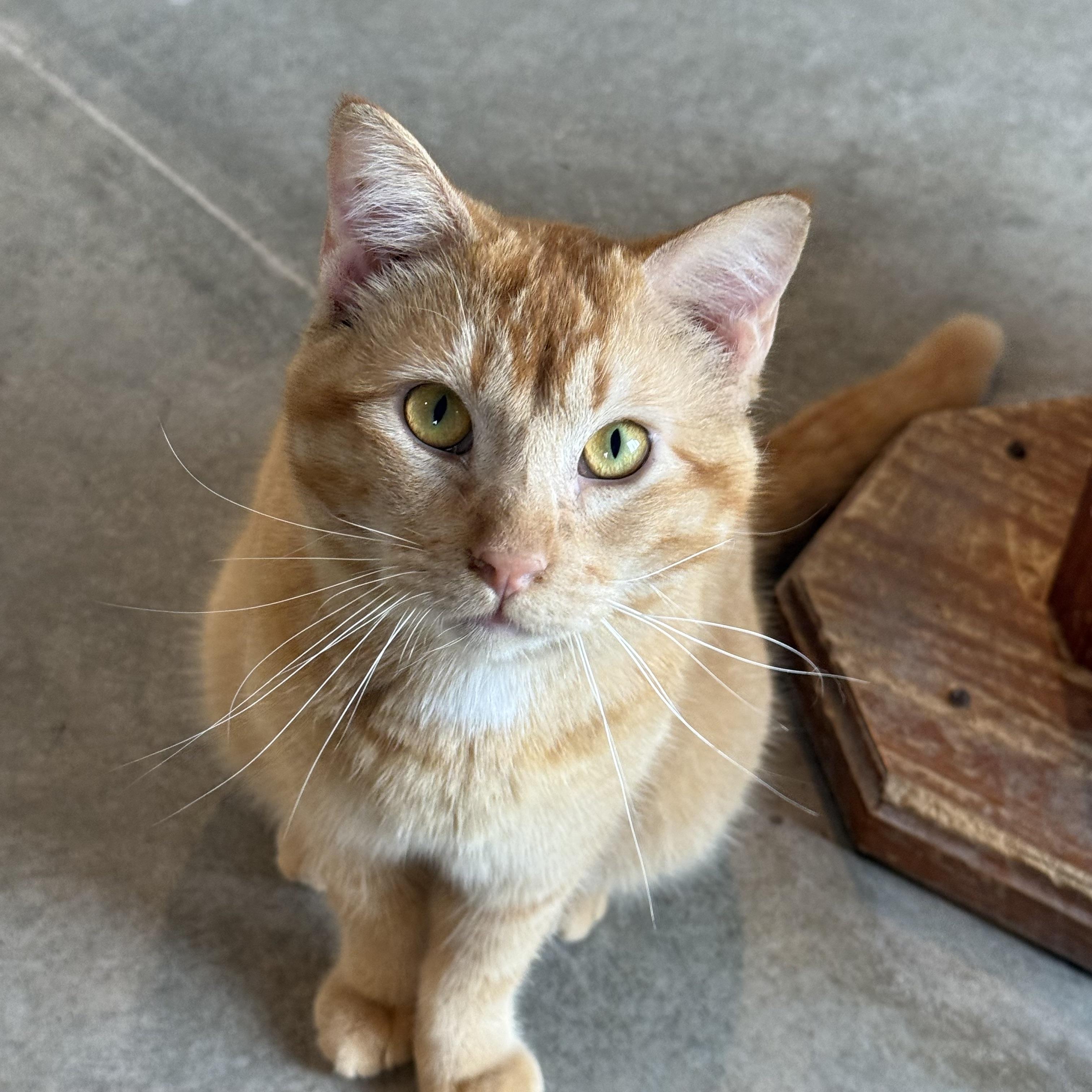 Enlarge Zeppelin, a Adoptable Domestic Short Hair in Auburn, NE image 3/6