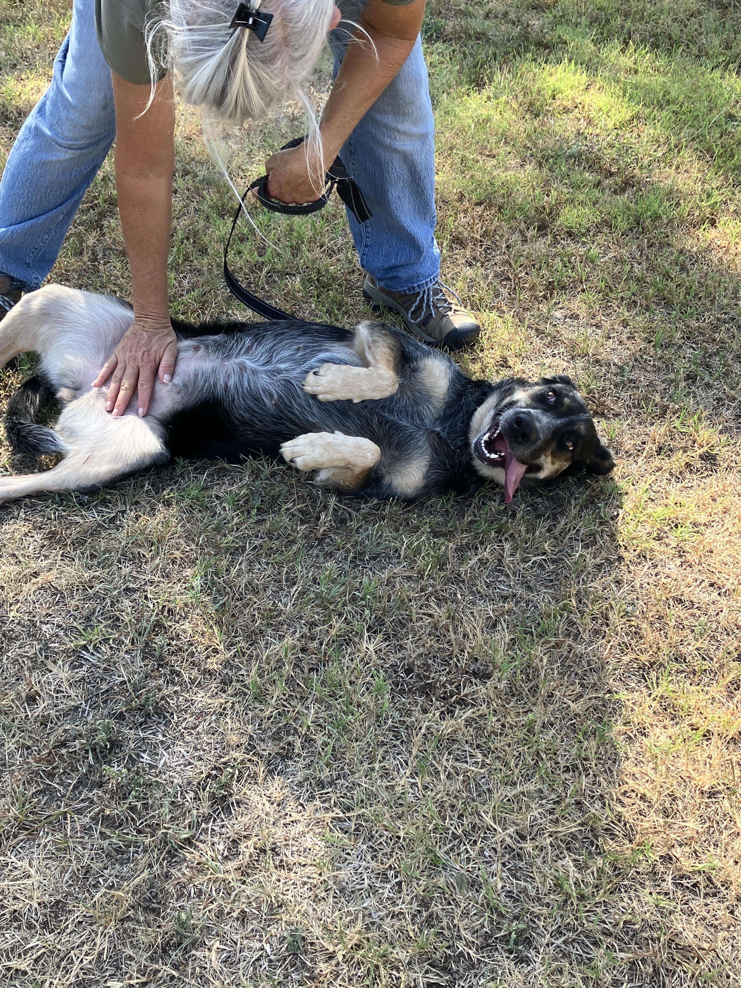 Enlarge SWEETIE-So Sweet, a Adoptable mixed breed in Comanche, TX image 2/6