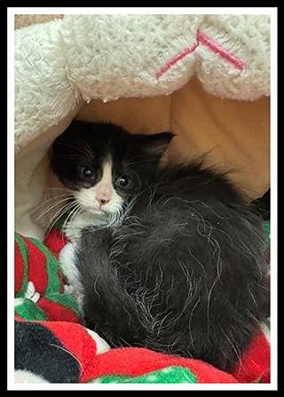 RUST, Adoptable, Kitten Male Domestic Short Hair.