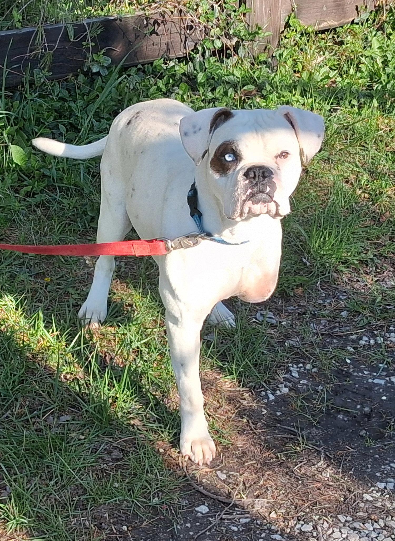 Enlarge Sarge, a Adoptable Boxer in Mcconnelsville, OH image 1/3