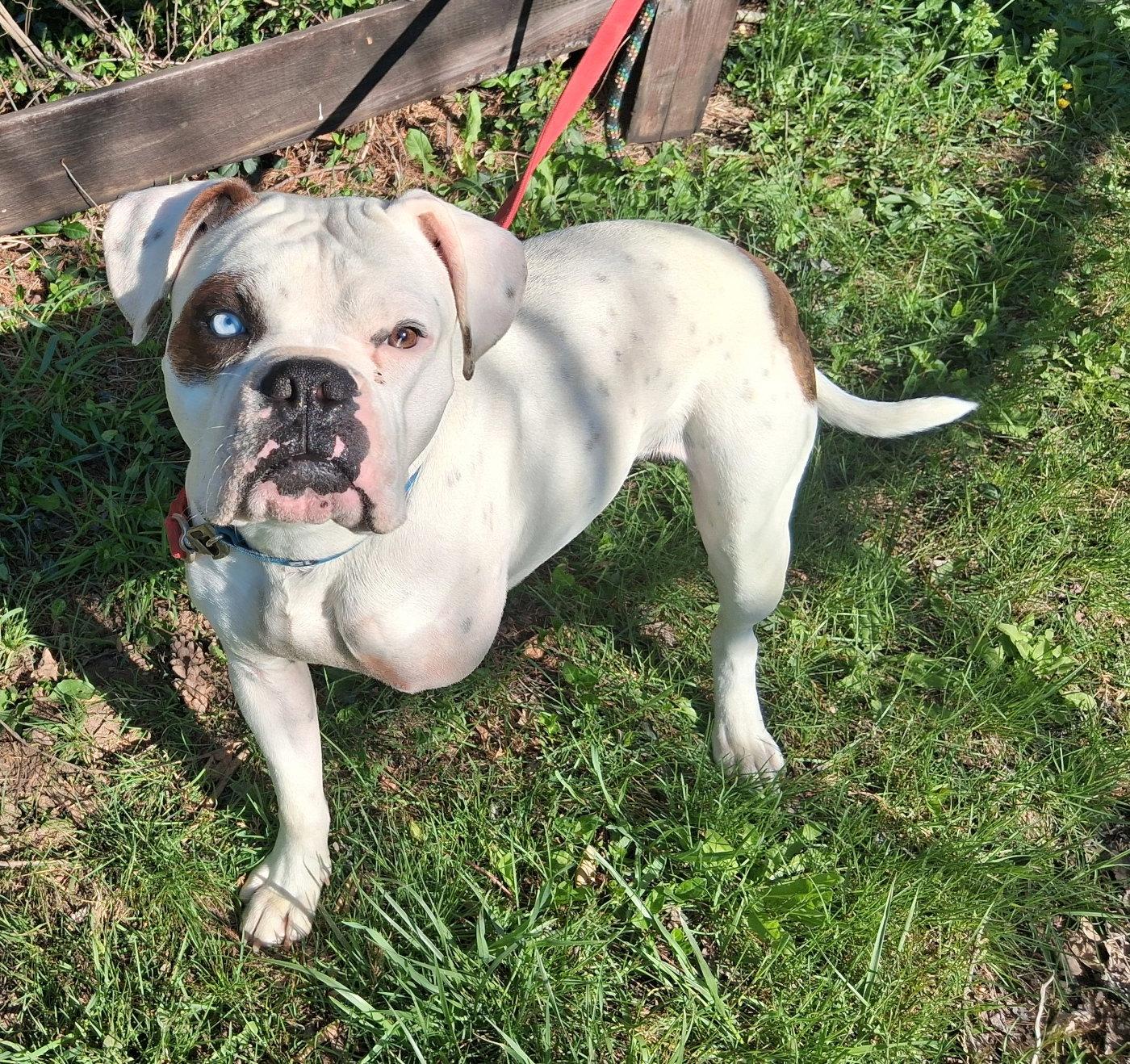 Enlarge Sarge, a Adoptable Boxer in Mcconnelsville, OH image 2/3