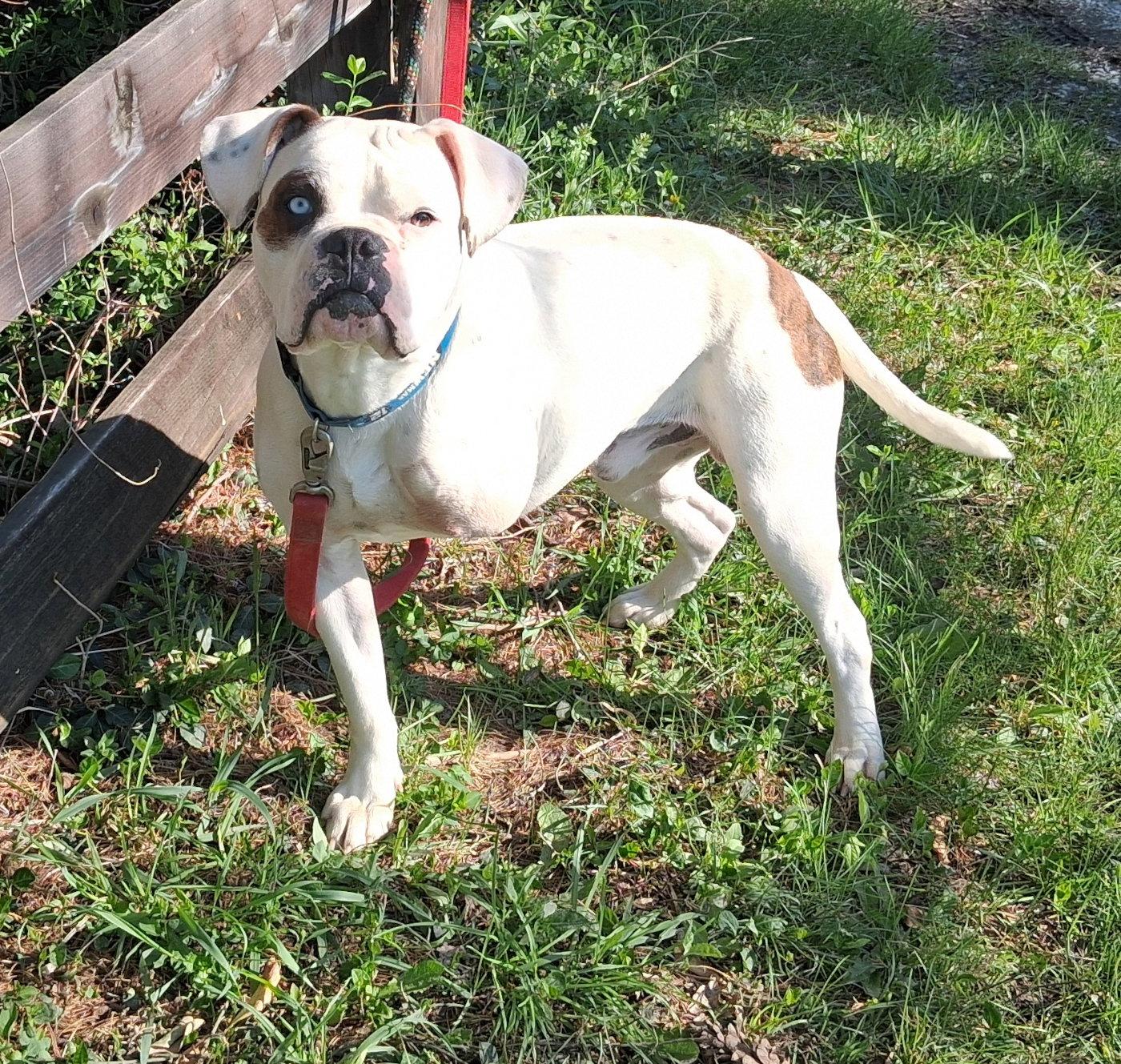 Enlarge Sarge, a Adoptable Boxer in Mcconnelsville, OH image 3/3