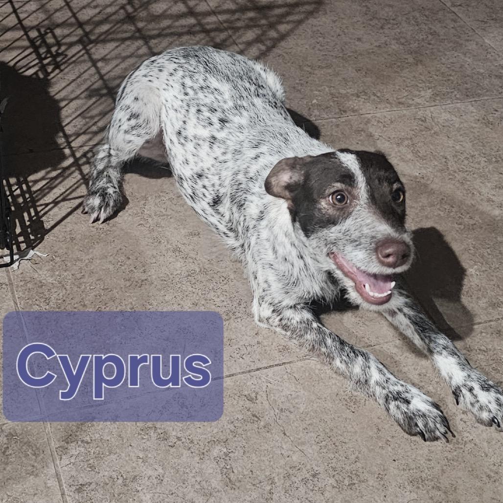 Enlarge Cyprus, a Adoptable German Wirehaired Pointer in Tonopah, AZ image 1/1