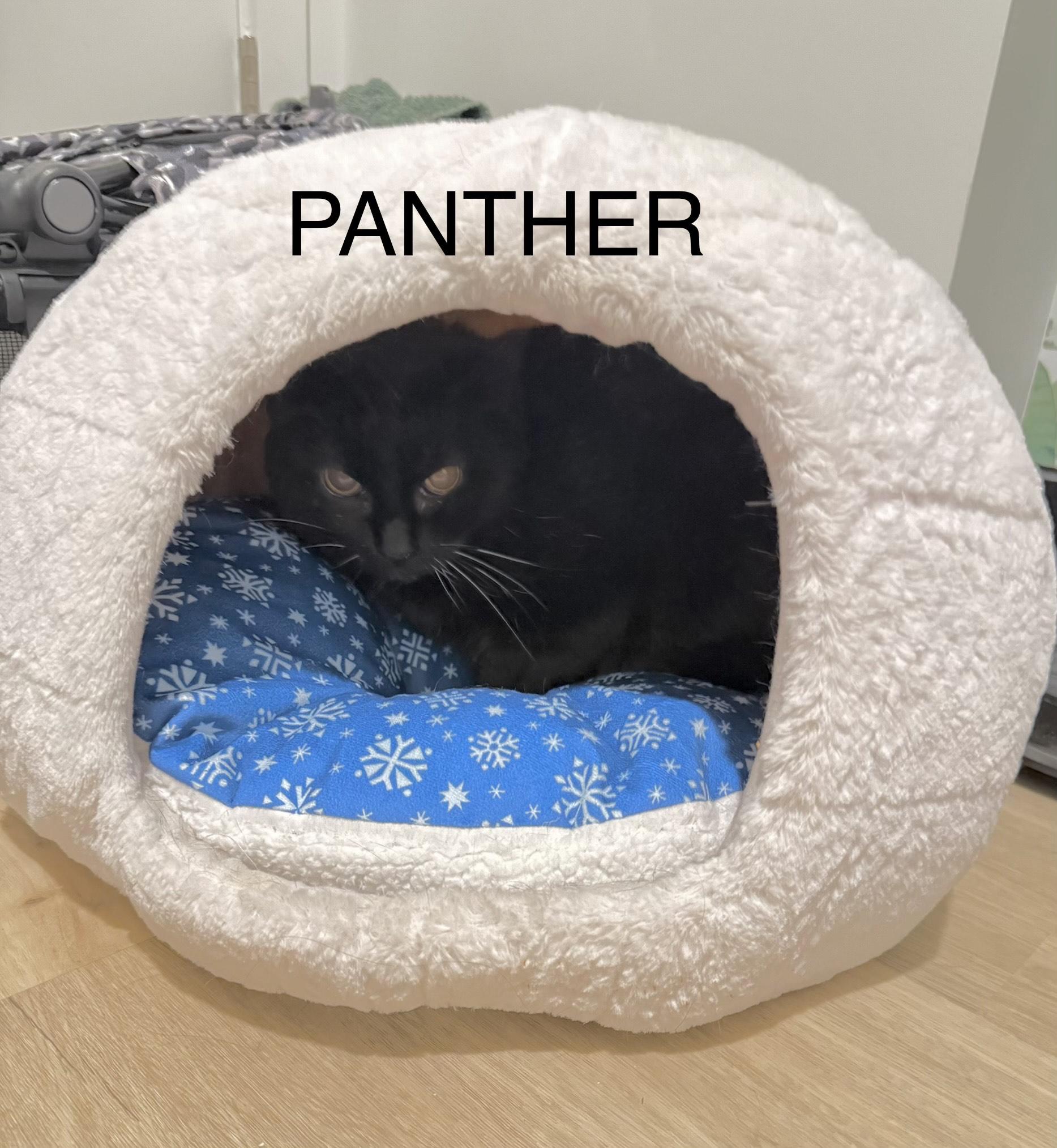 Enlarge Panther, a Adoptable American Shorthair in Jersey City, NJ image 1/3