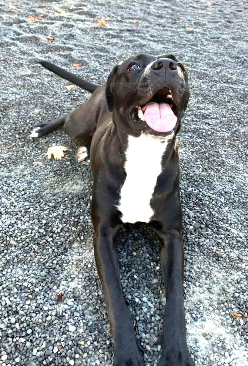 Quiche Lorraine (super cuddler!), Adoptable, Adult Female Labrador Retriever & Pit Bull Terrier.