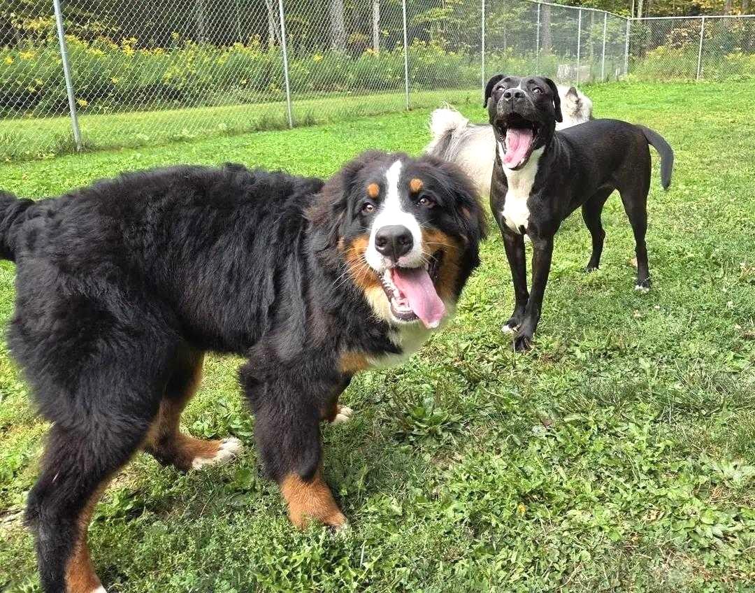 Quiche Lorraine (super cuddler!)