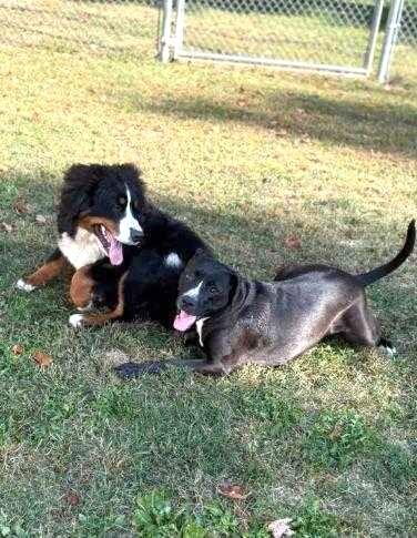 Quiche Lorraine (super cuddler!), a Adoptable mixed breed in Ithaca, NY image 5/6