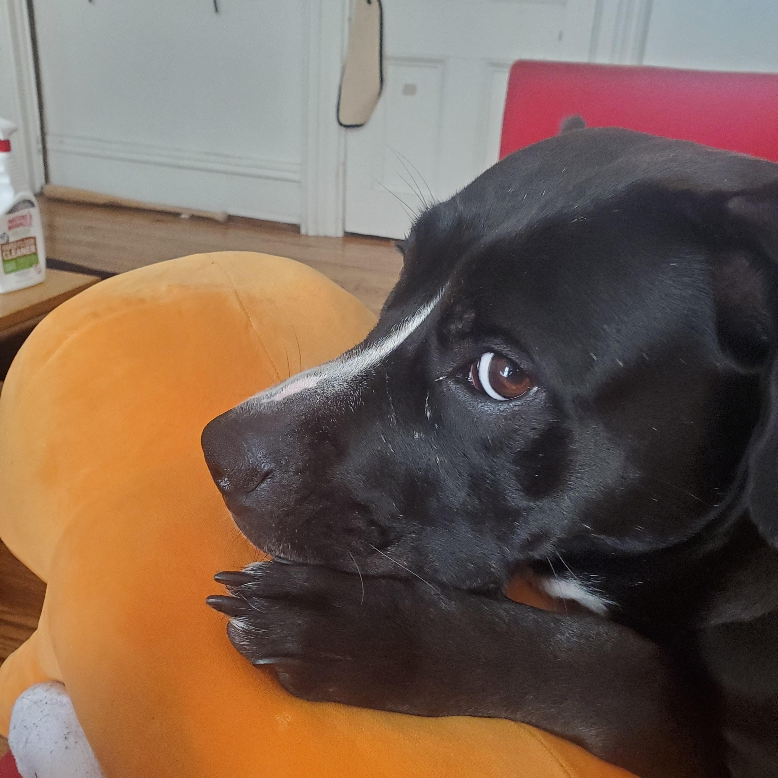 Quiche Lorraine (super cuddler!), a Adoptable mixed breed in Ithaca, NY image 2/6