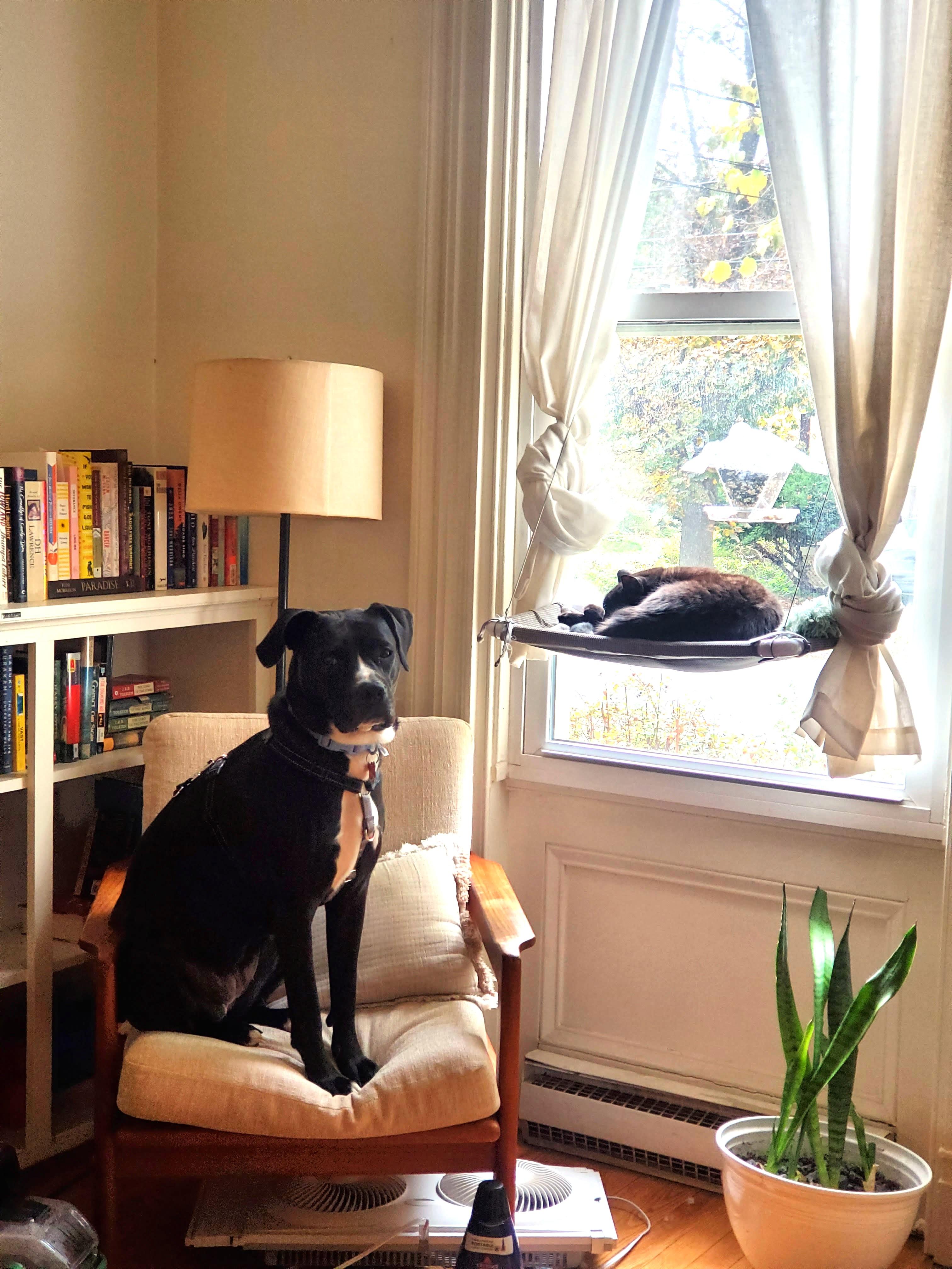 Quiche Lorraine (super cuddler!), a Adoptable mixed breed in Ithaca, NY image 3/6