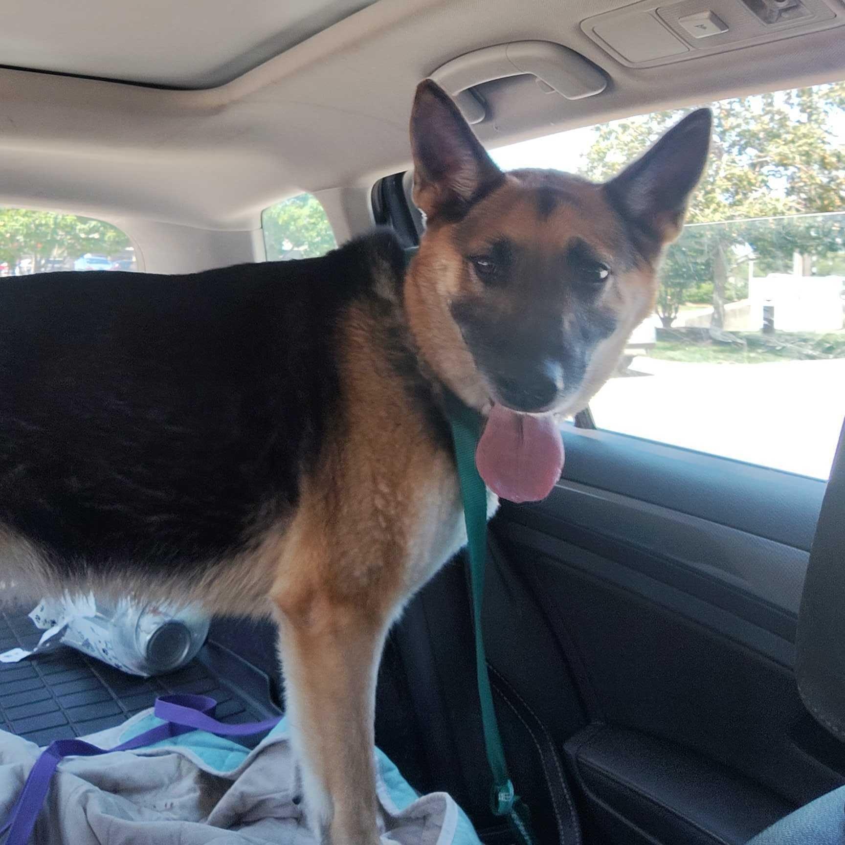 Zora, a ADOPTABLE German Shepherd Dog in Addison, IL image 4/6