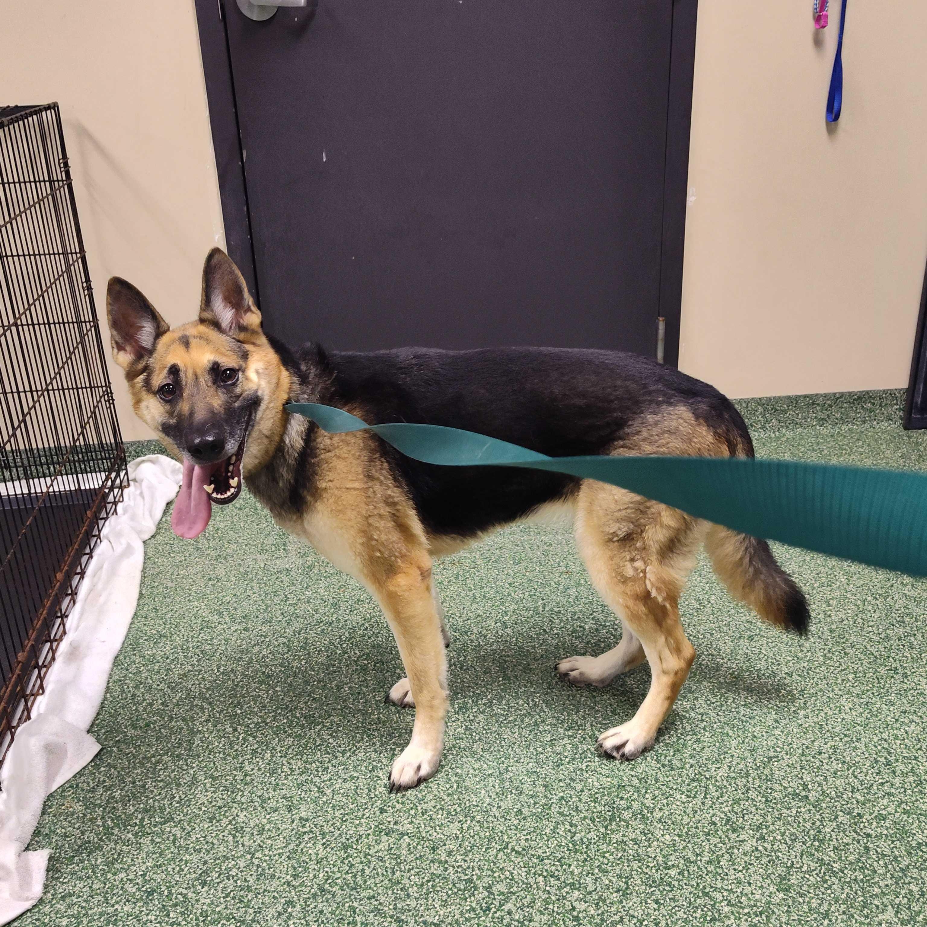 Zora, a ADOPTABLE German Shepherd Dog in Addison, IL image 2/6