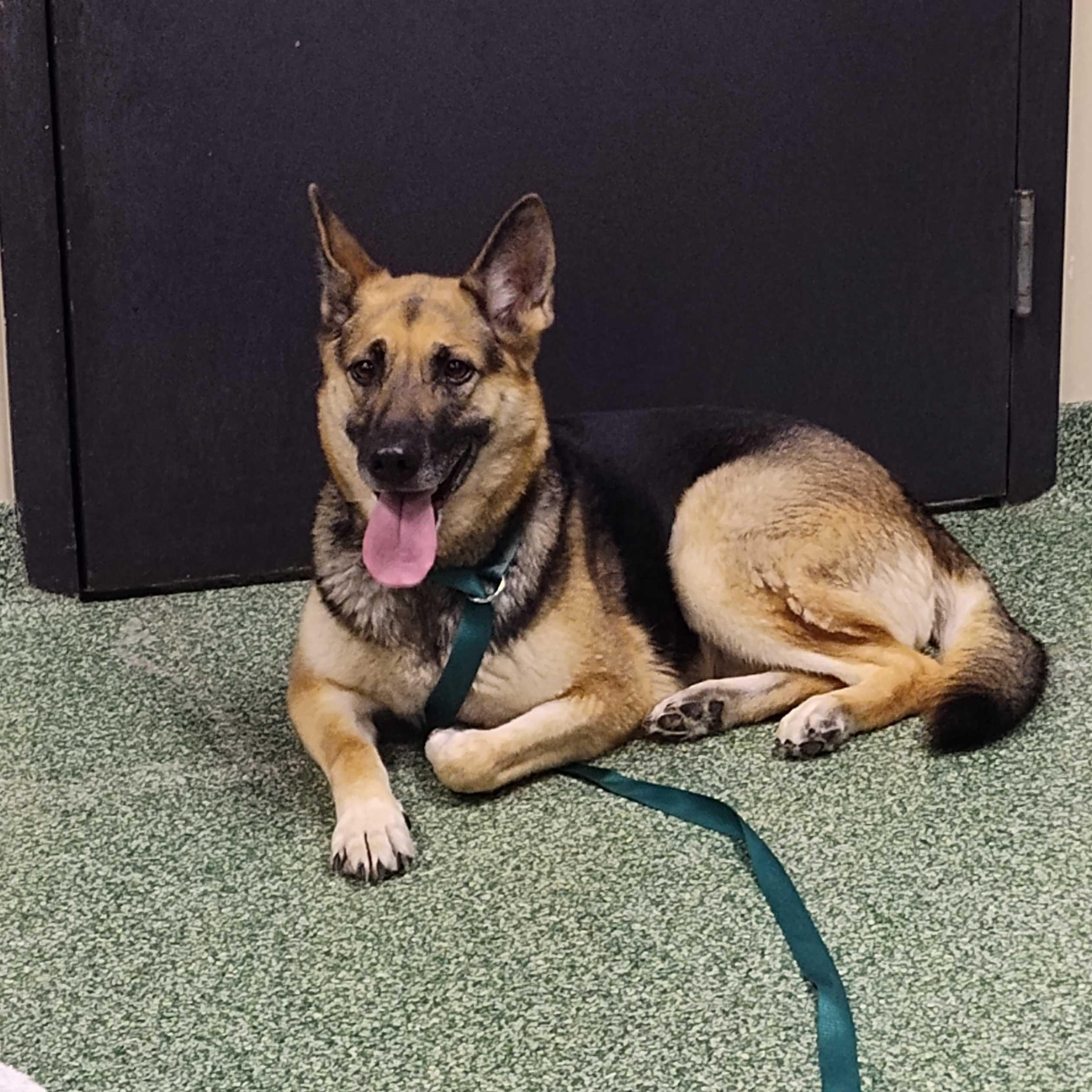 Zora, a ADOPTABLE German Shepherd Dog in Addison, IL image 5/6