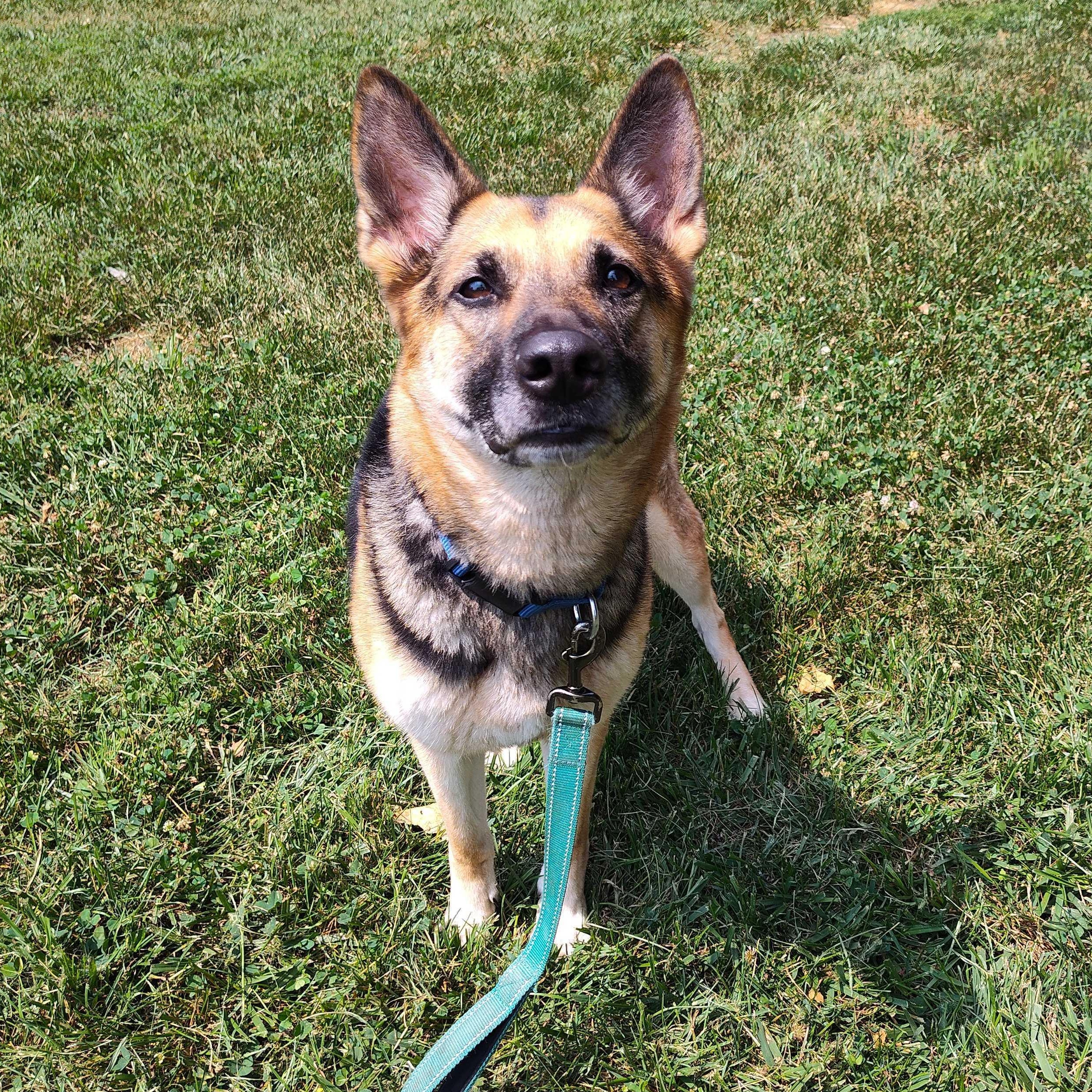 Zora, a ADOPTABLE German Shepherd Dog in Addison, IL image 3/6