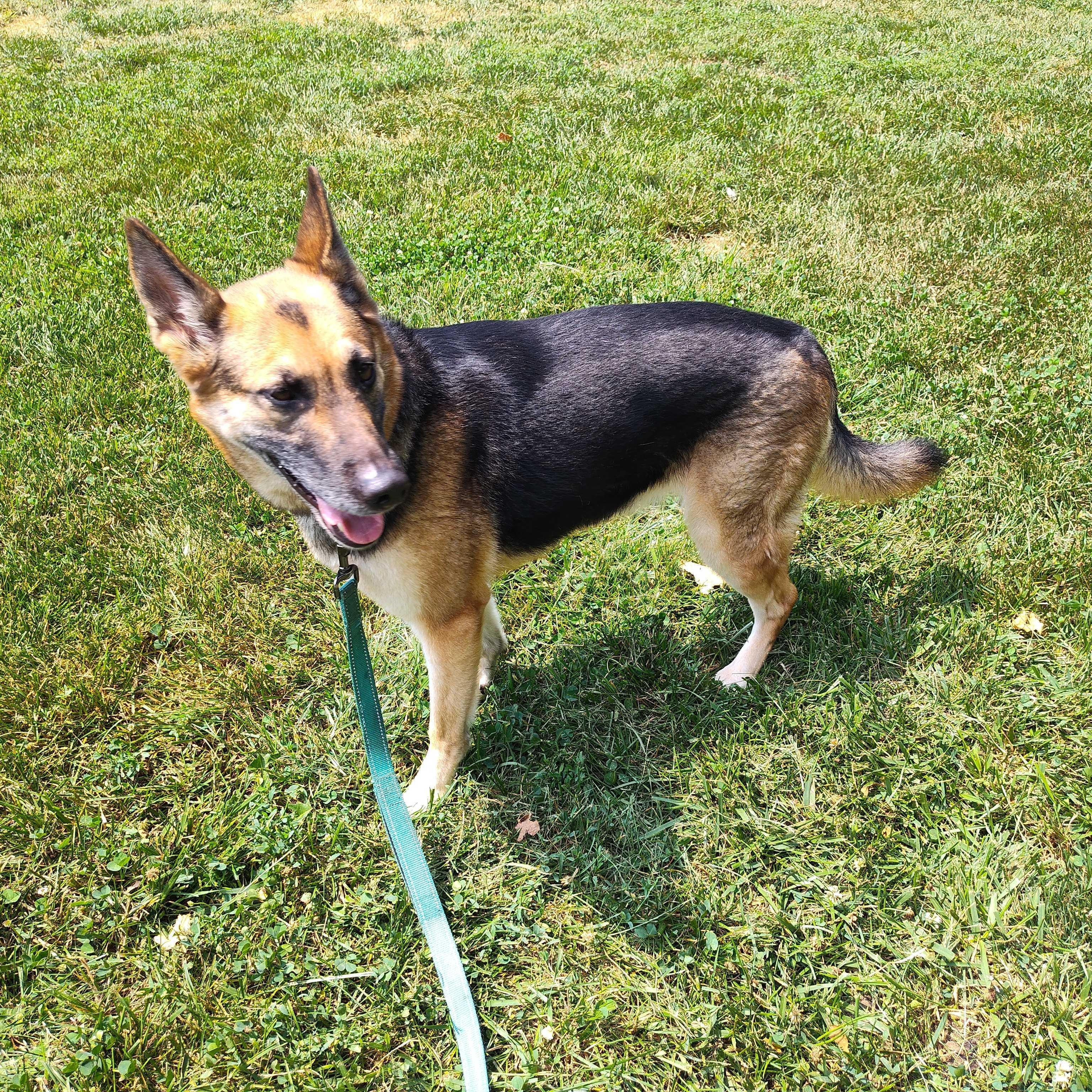 Zora, a ADOPTABLE German Shepherd Dog in Addison, IL image 6/6