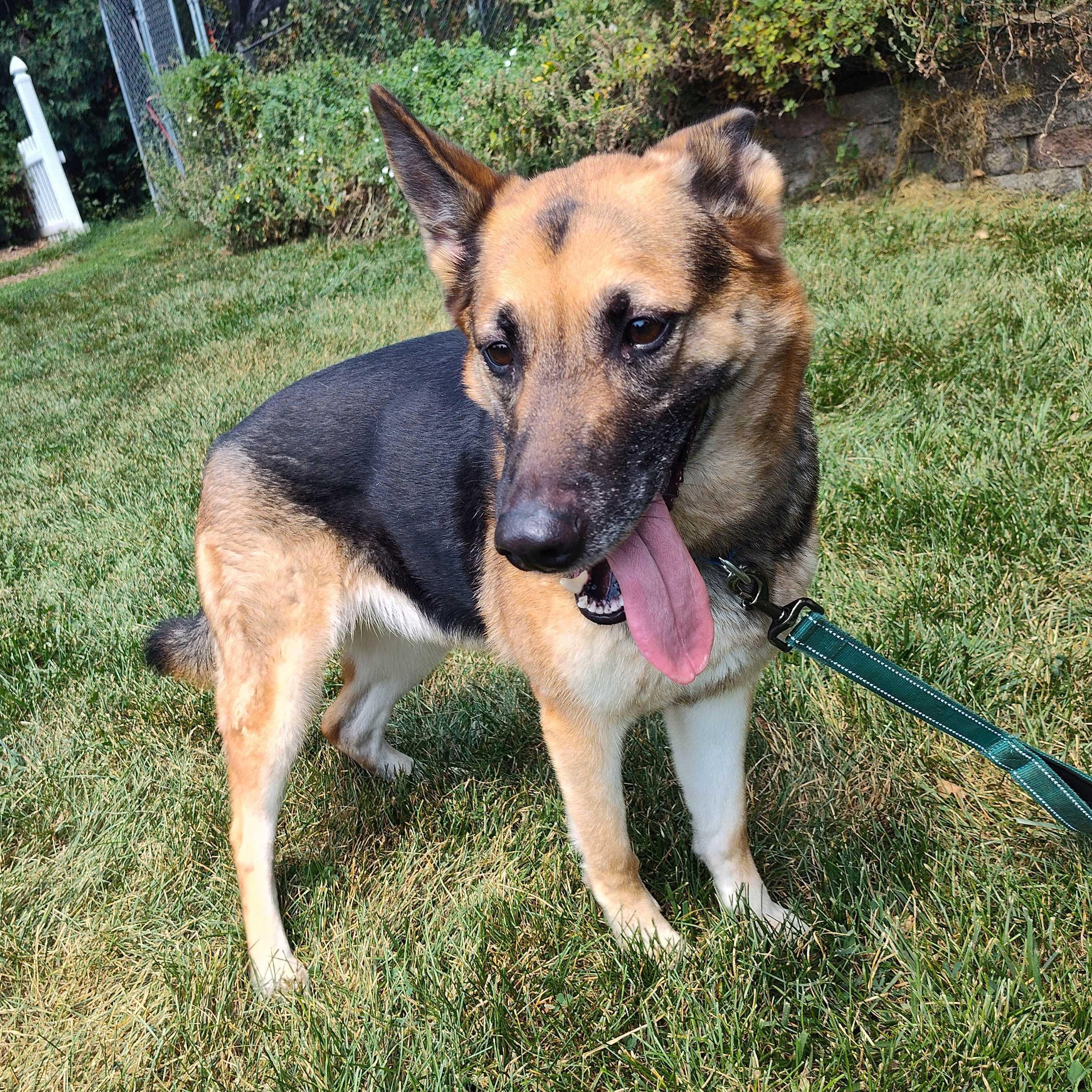 Zora, ADOPTABLE, Young Female German Shepherd Dog.