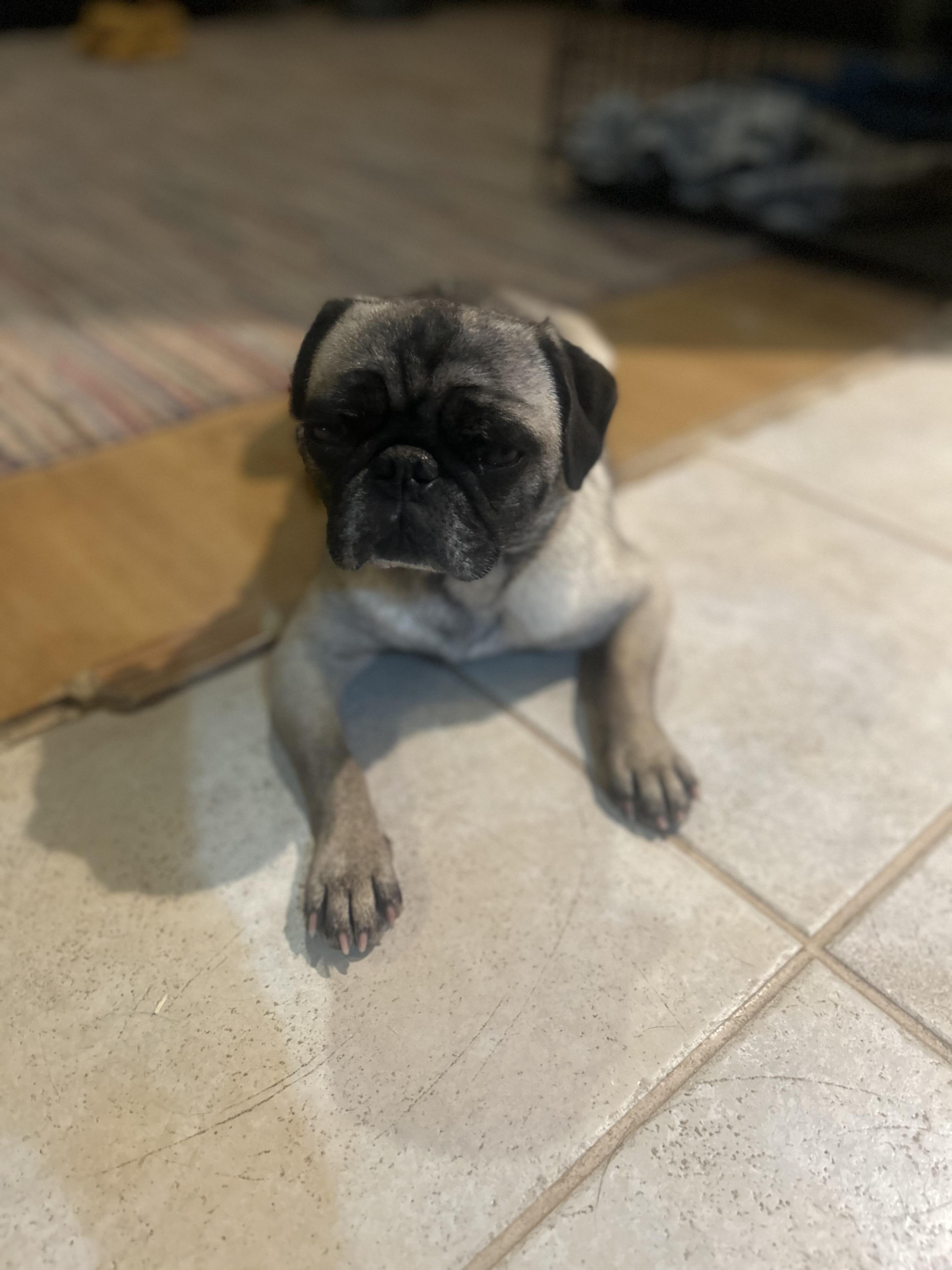 Enlarge Rylee, a Adopted Pug in Gilbert, AZ image 2/5