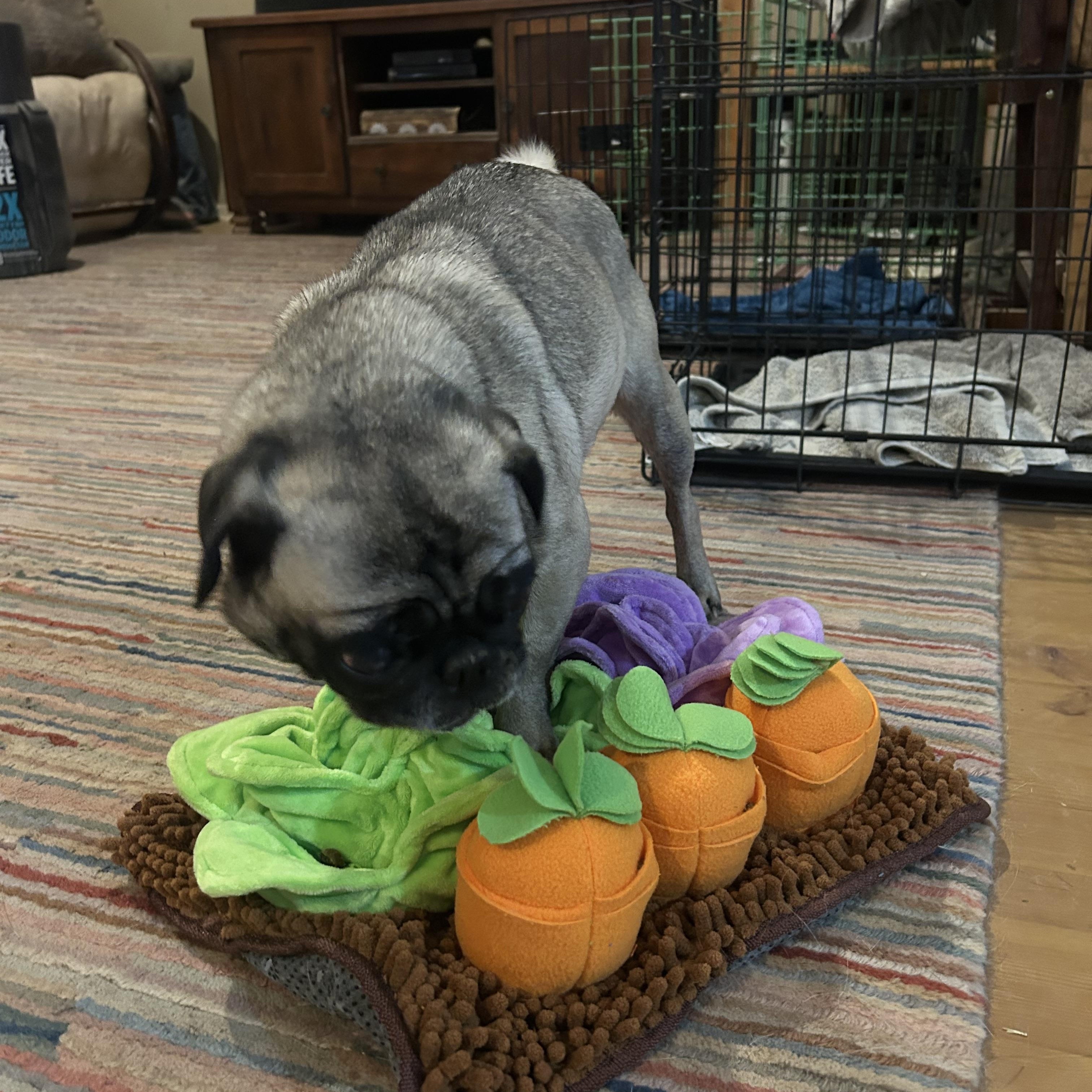 Enlarge Rylee, a Adopted Pug in Gilbert, AZ image 3/5